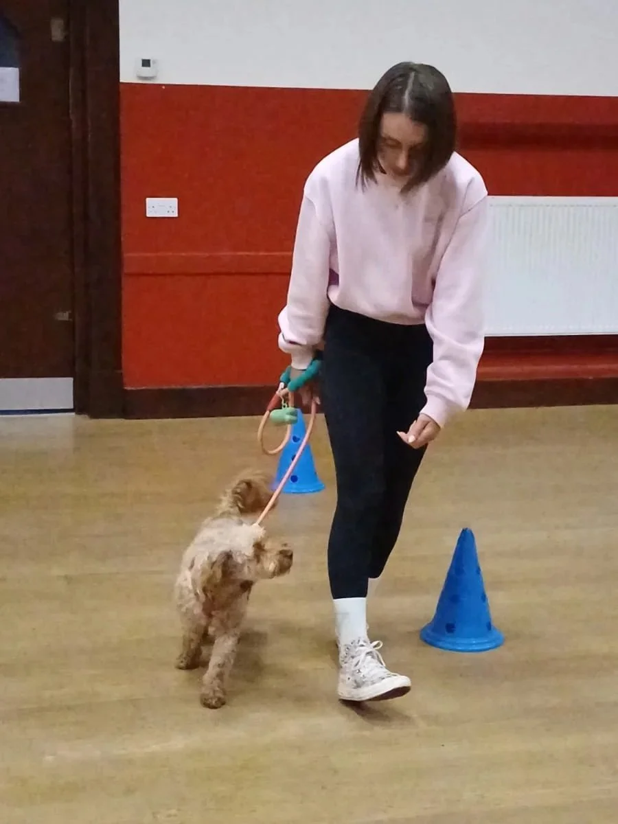 A person walking a small dog on a leash inside a room with wooden flooring and red and white walls, navigating around blue cones.