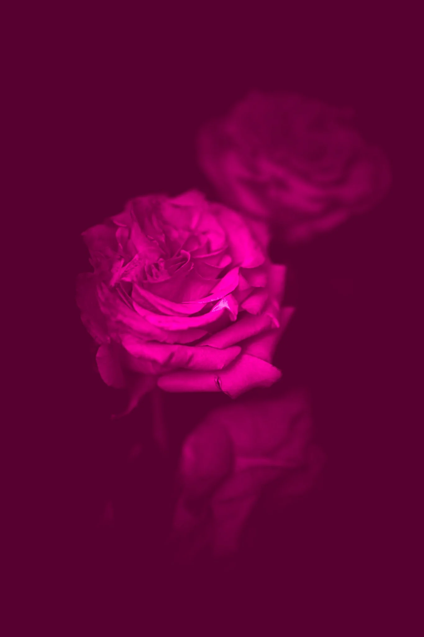 Fuchsia