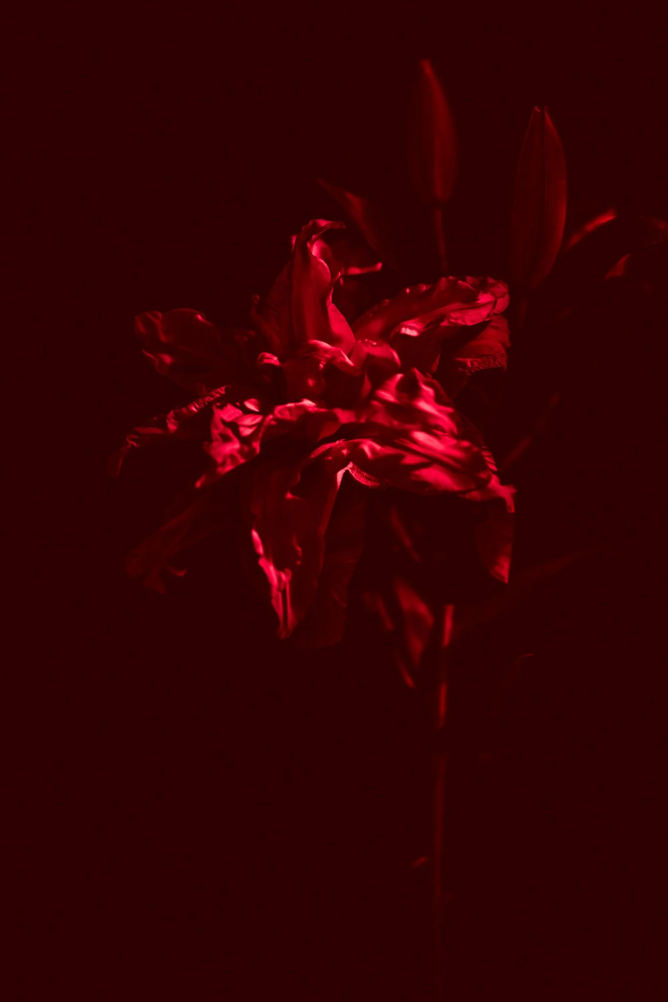 Chroma Florals