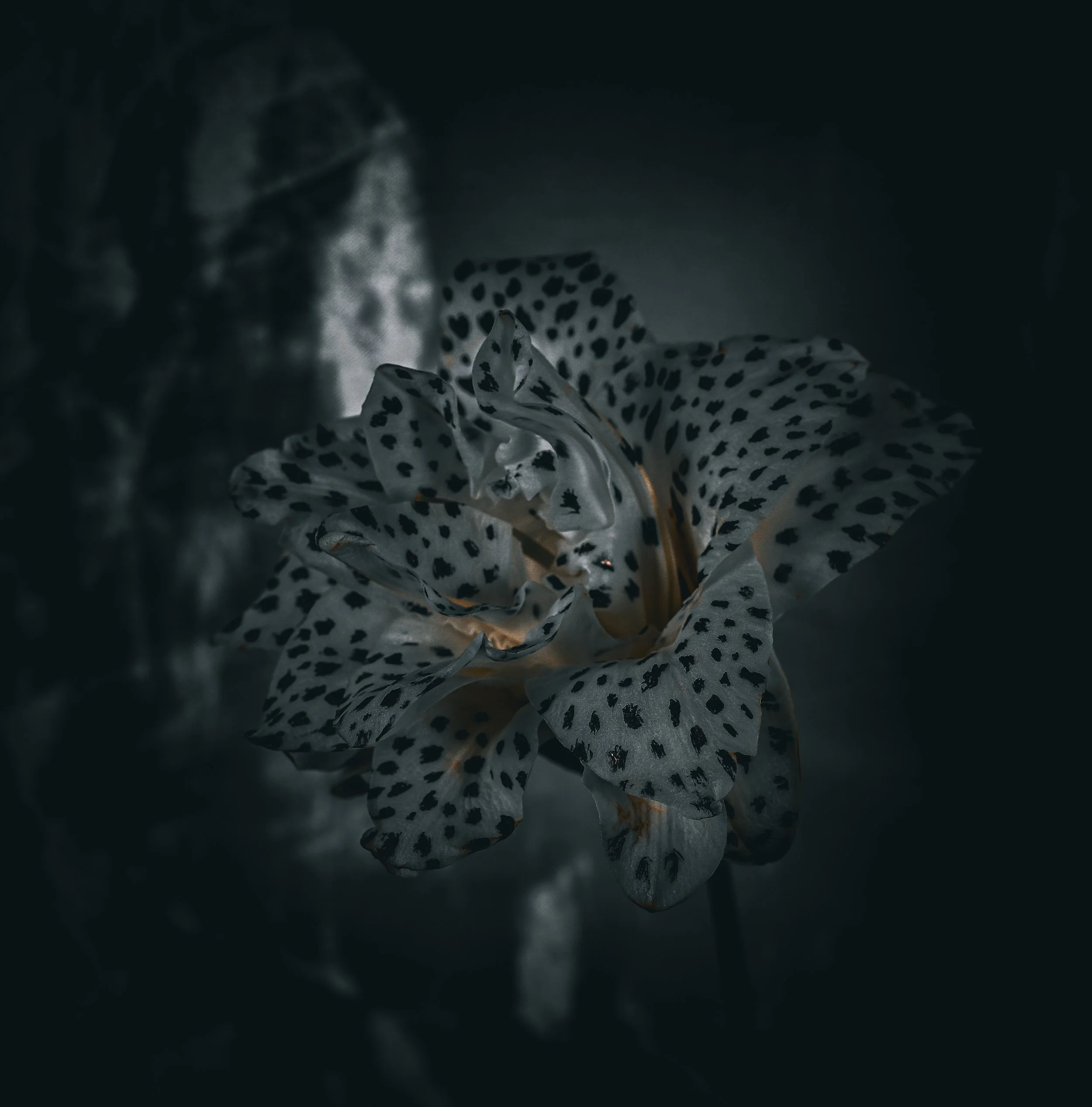 Fauna