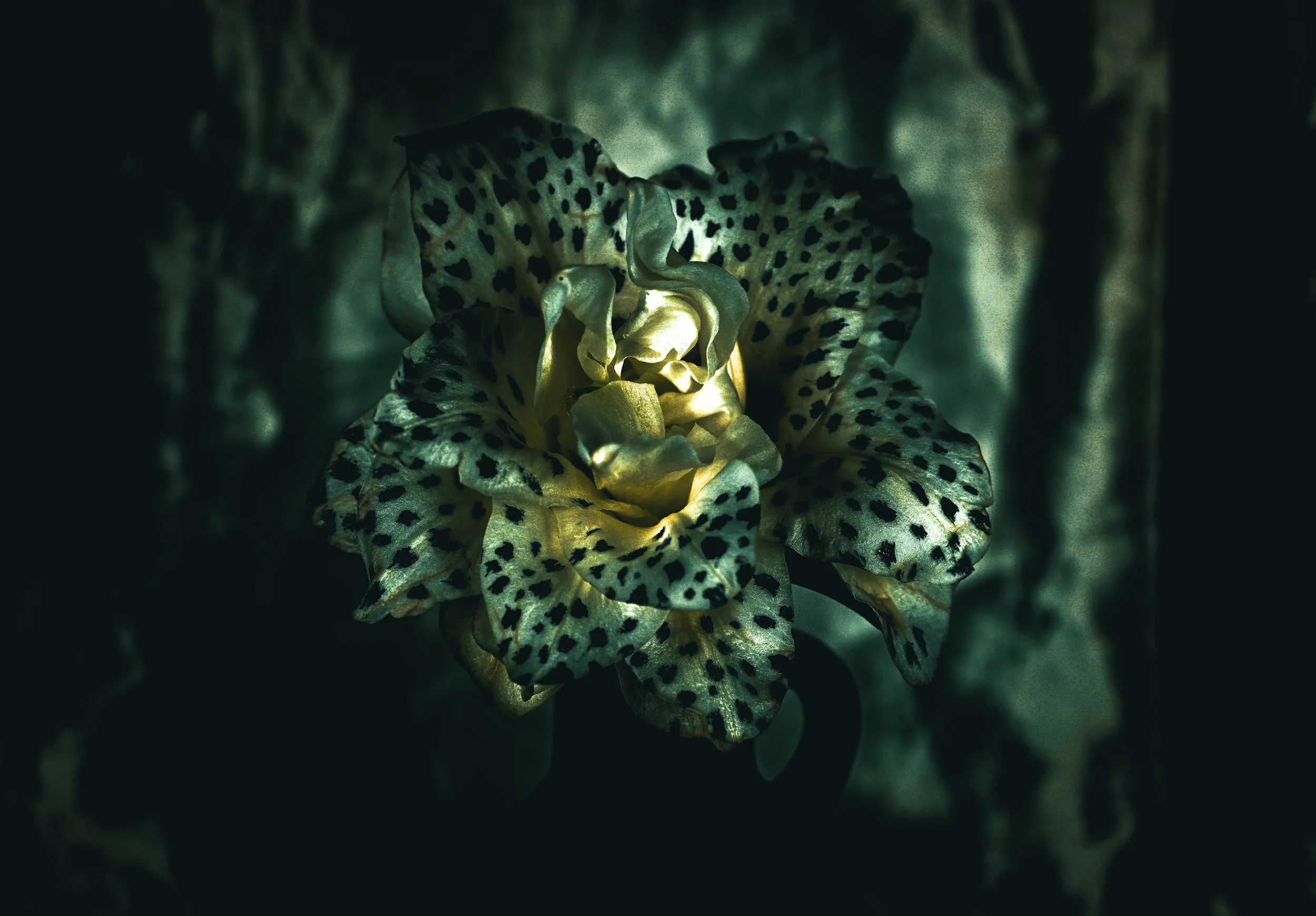 Metazoa