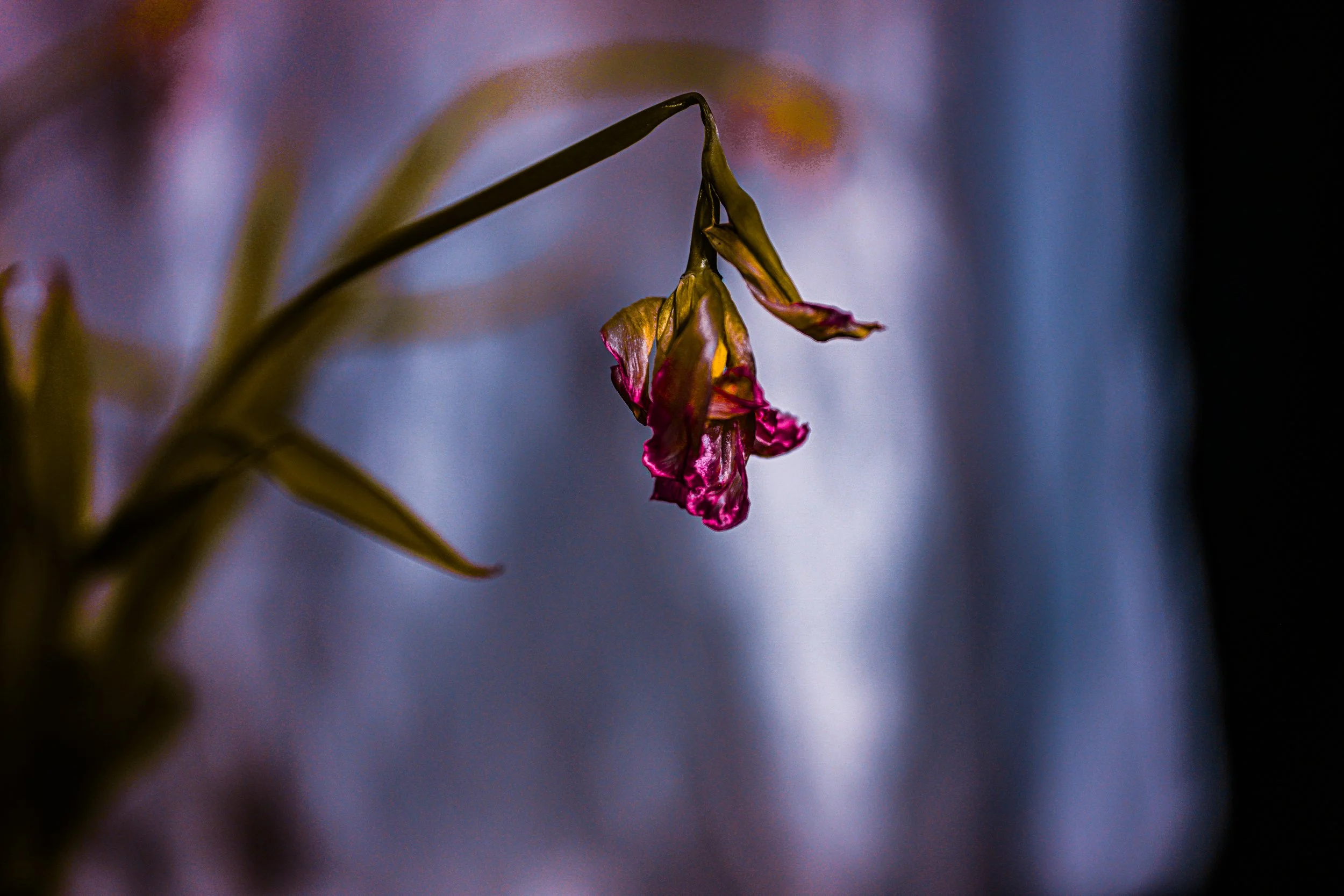 Pink Silk
