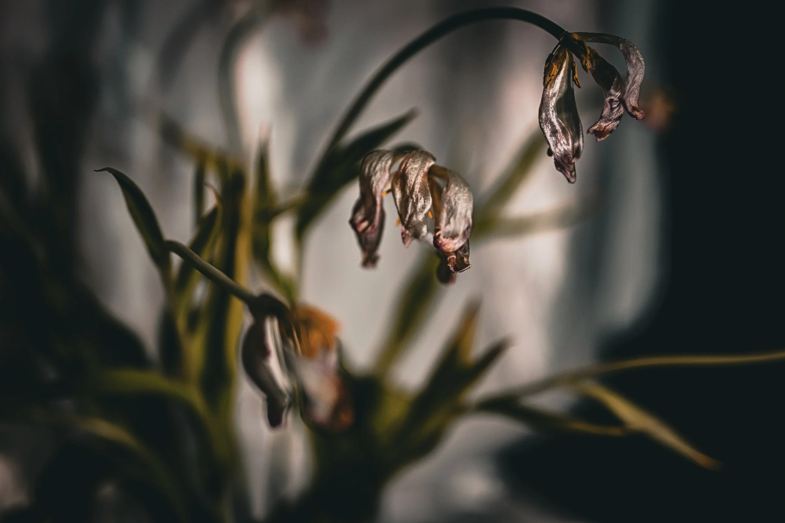 Wilted in Silk