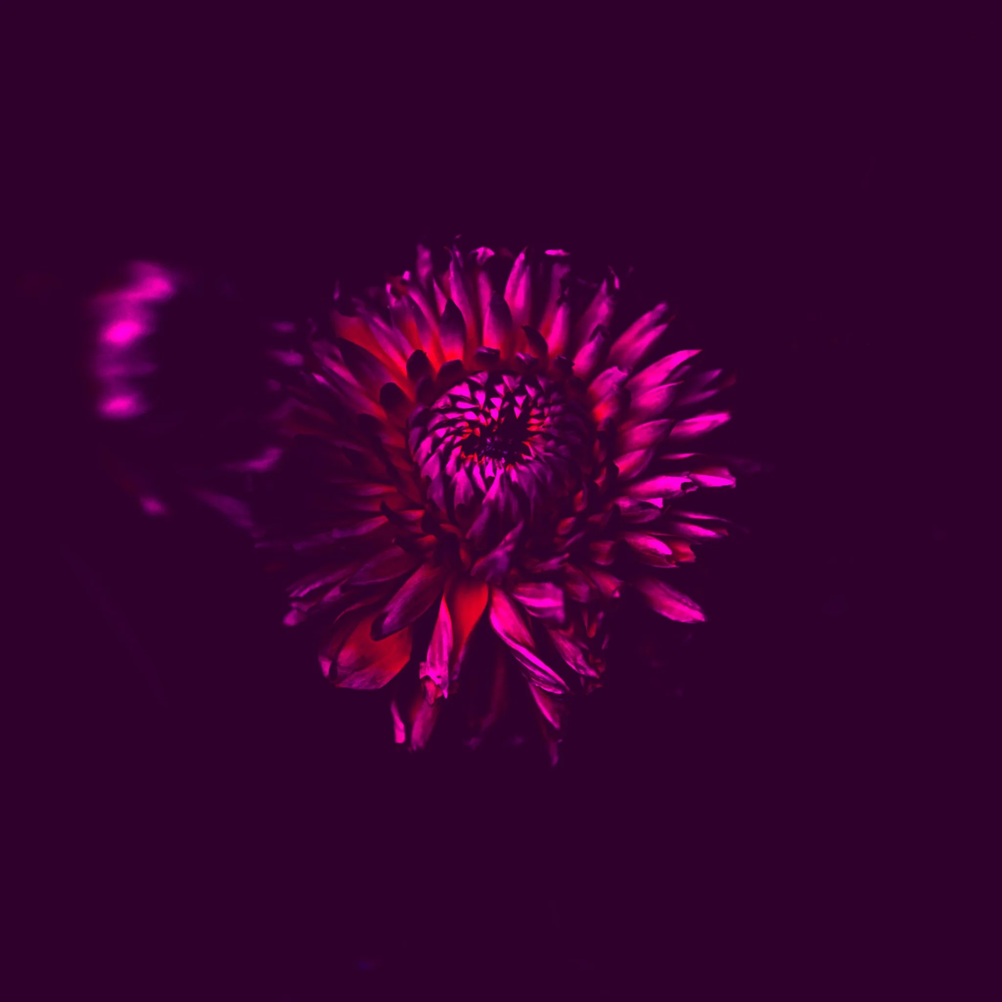 Dear Dahlia