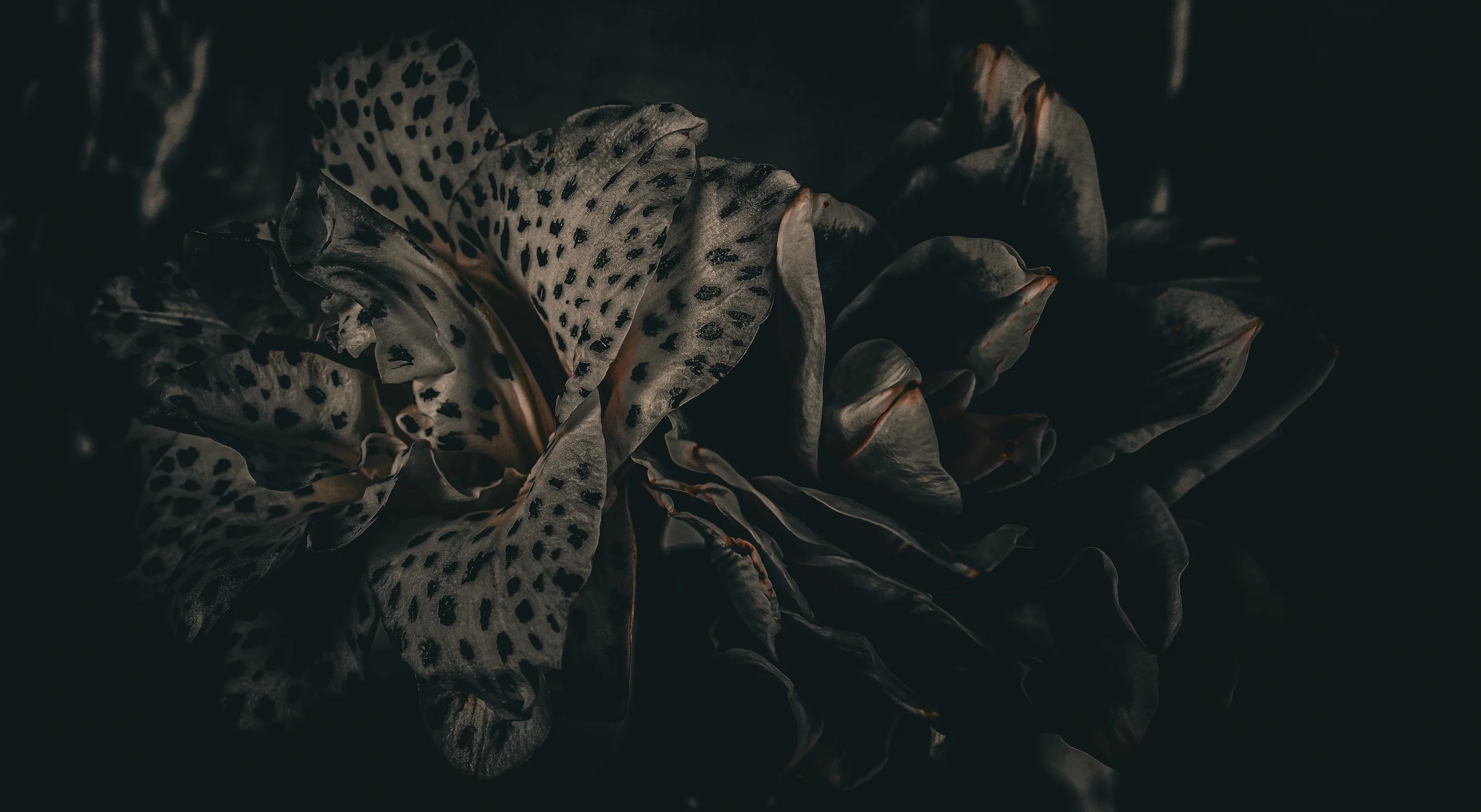 Animalia