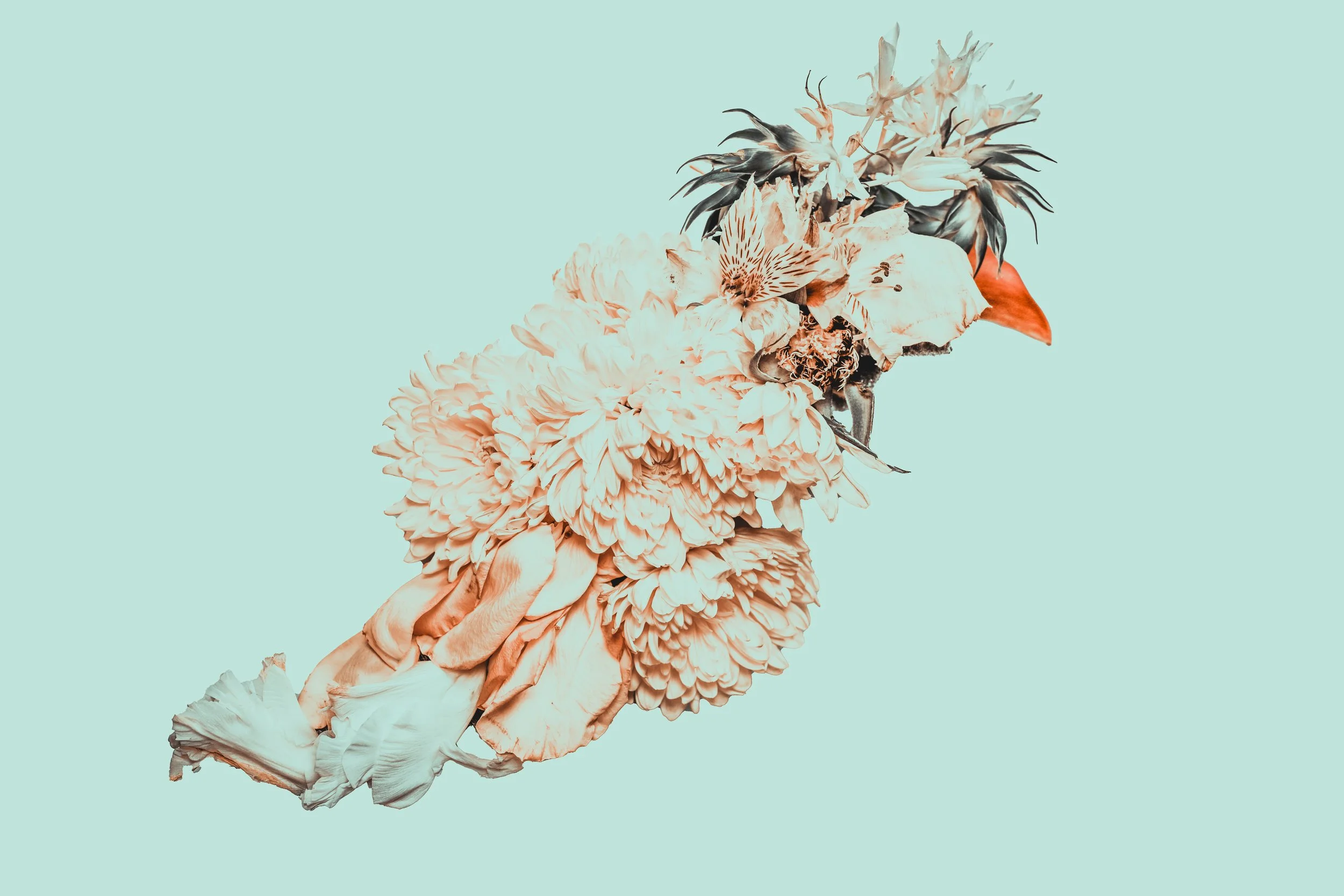 Floral Birds