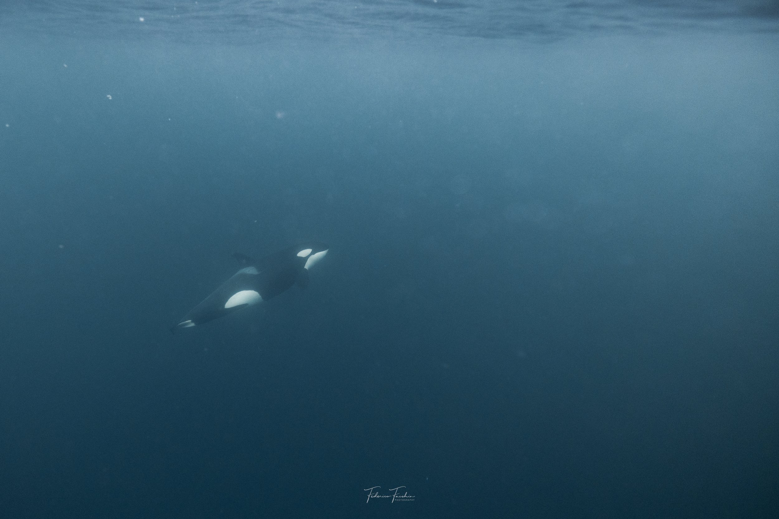 @oceanic.fede-Whales-31-october10.jpg