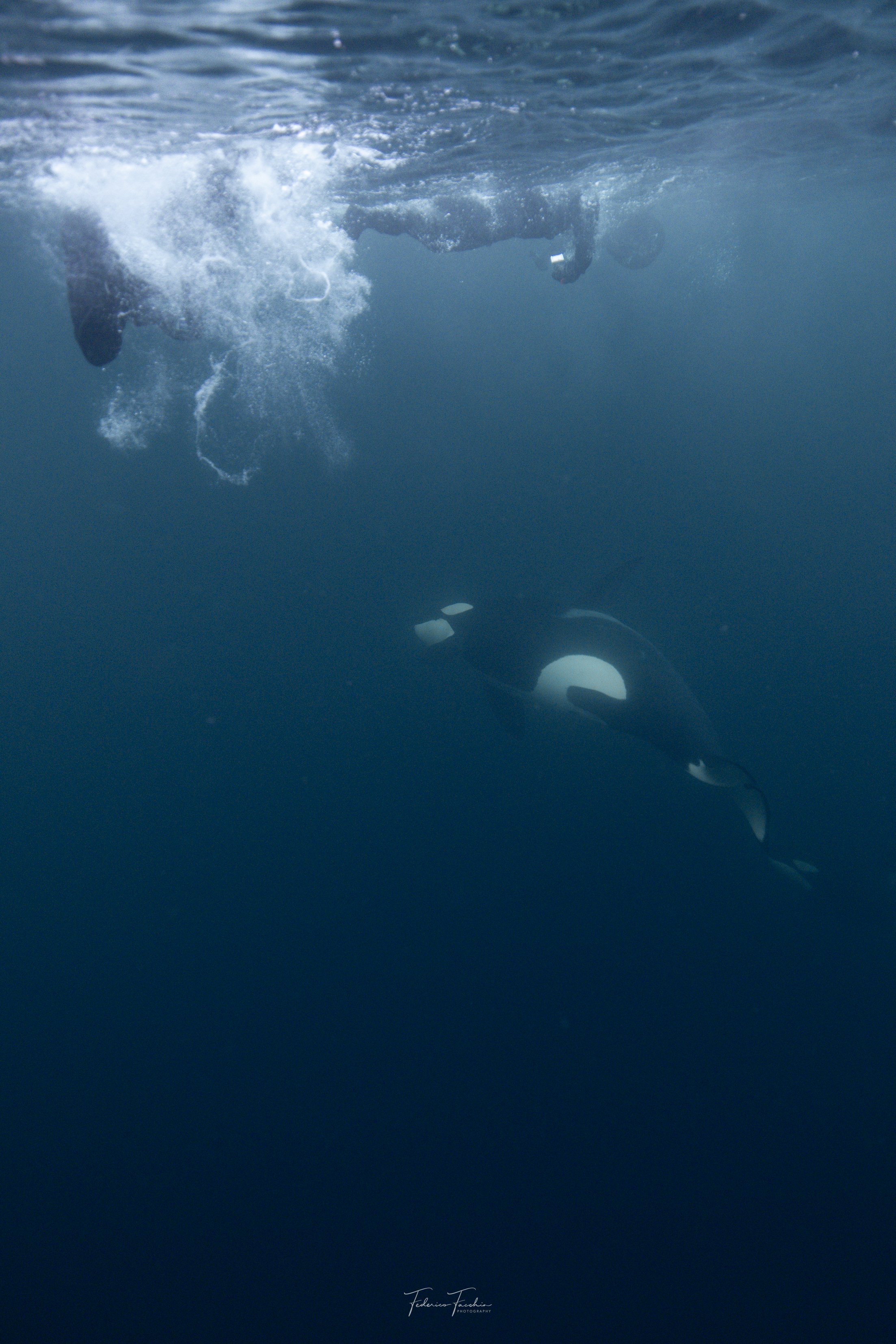 8@oceanic.fede-Whales-31-october8.jpg