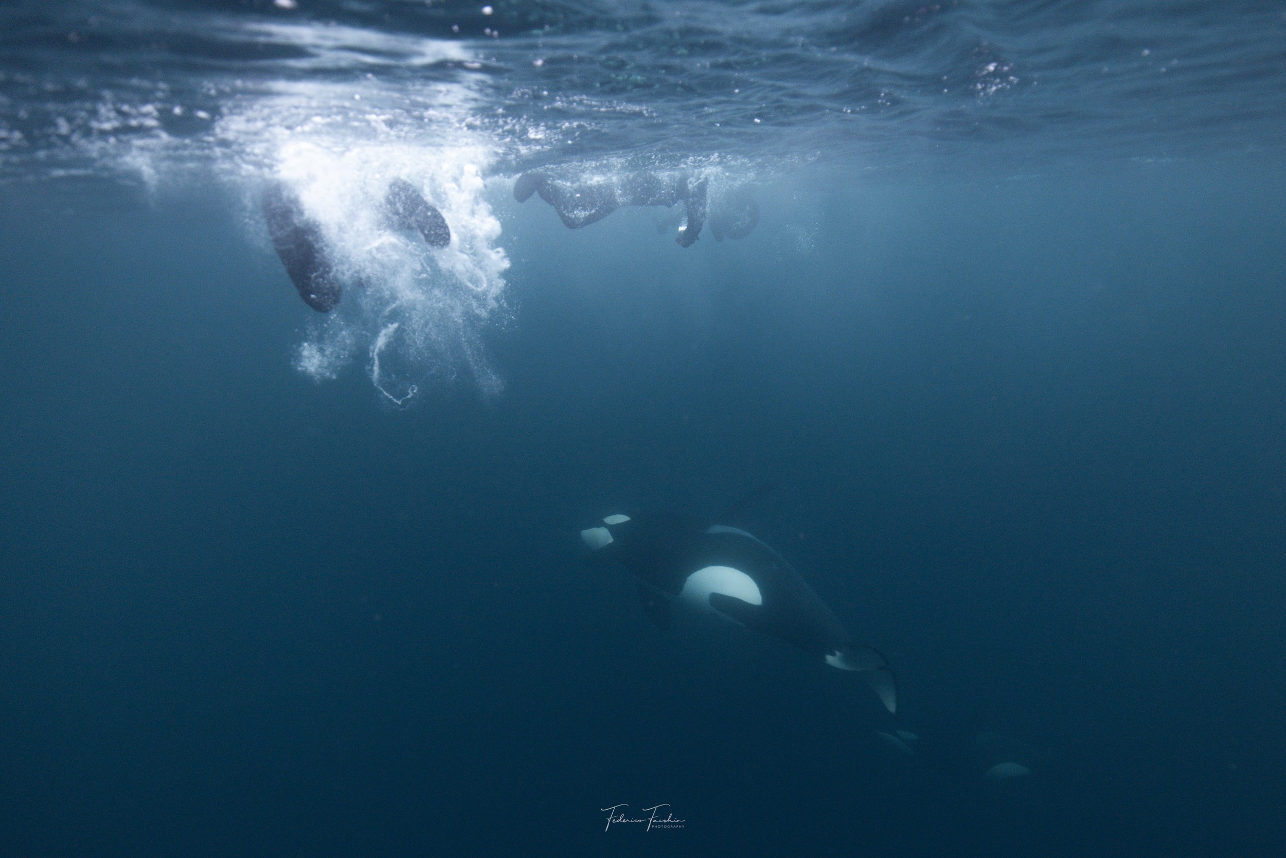 @oceanic.fede-Whales-31-october7.jpg