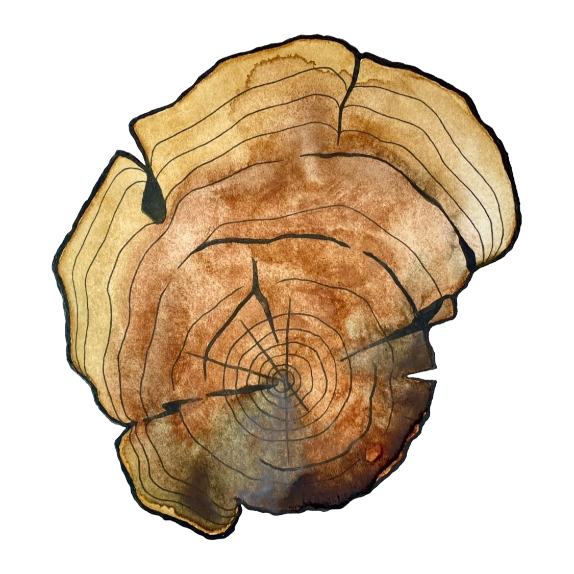 Crosscut_Cottonwood on White Background.png