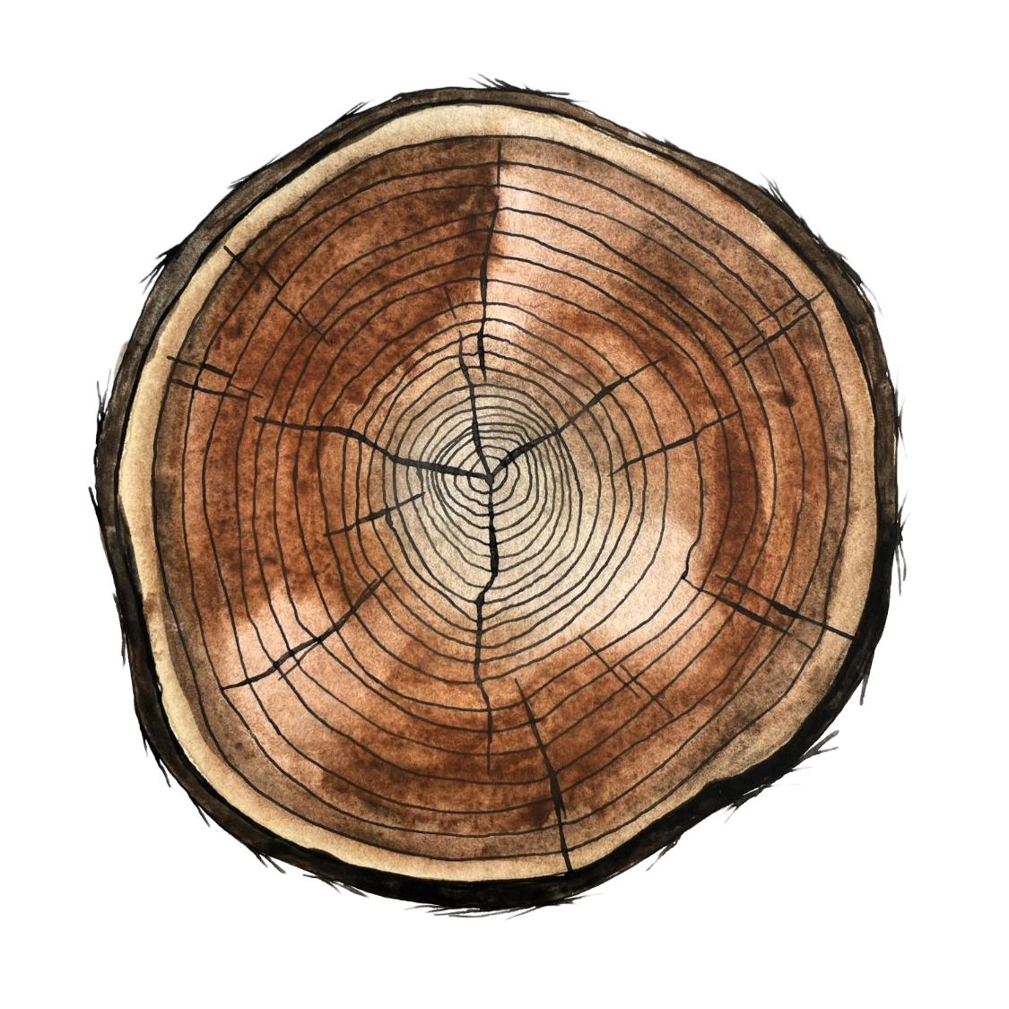 Crosscut_Cedar2 on white background.png