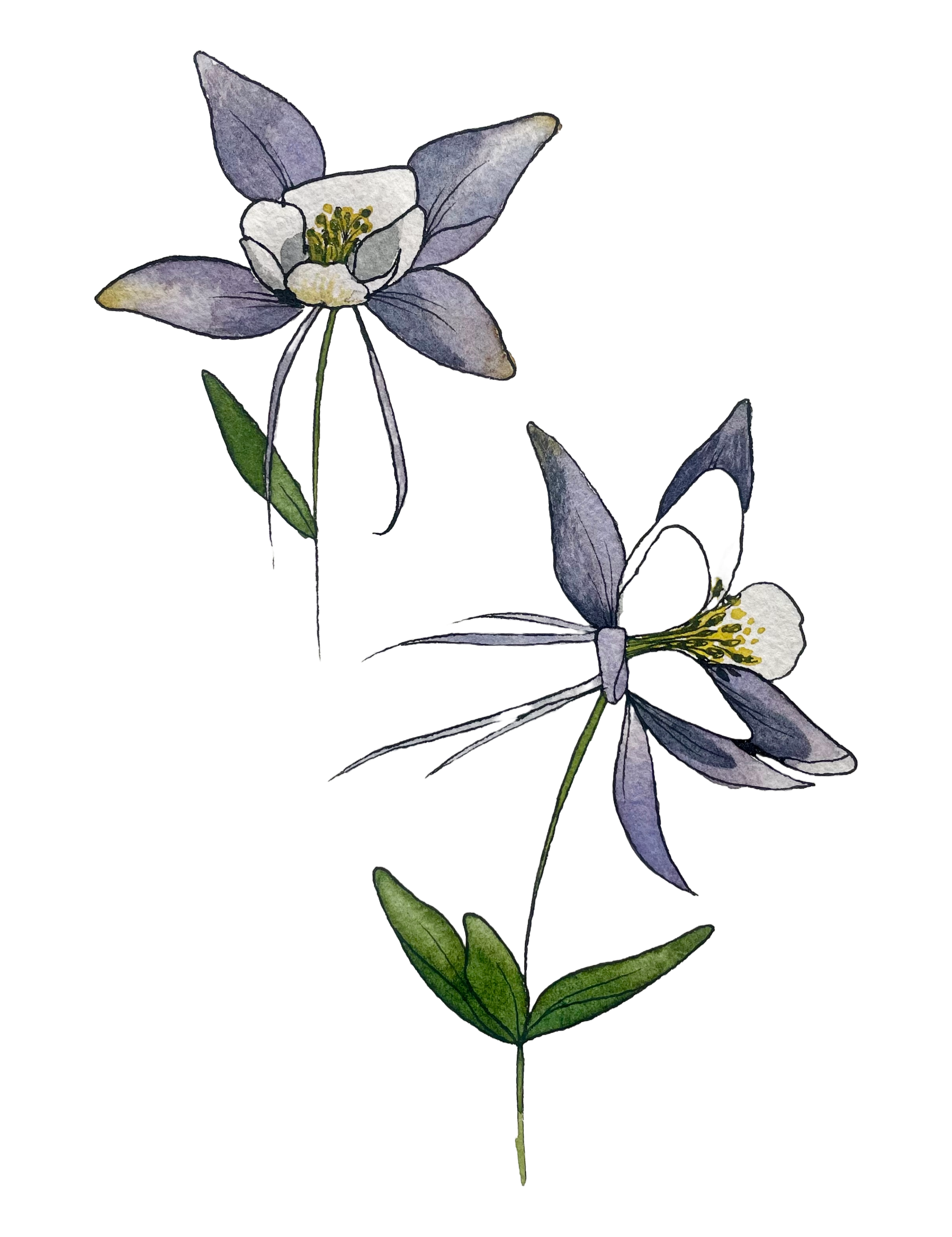 Columbine on white background.png