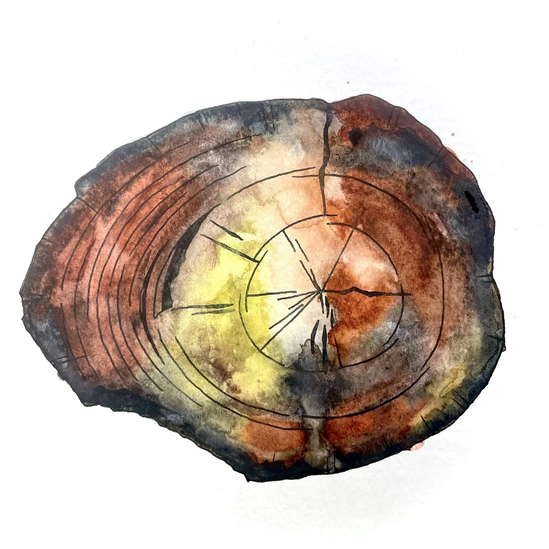 Crosscut_Petrified Wood.JPEG