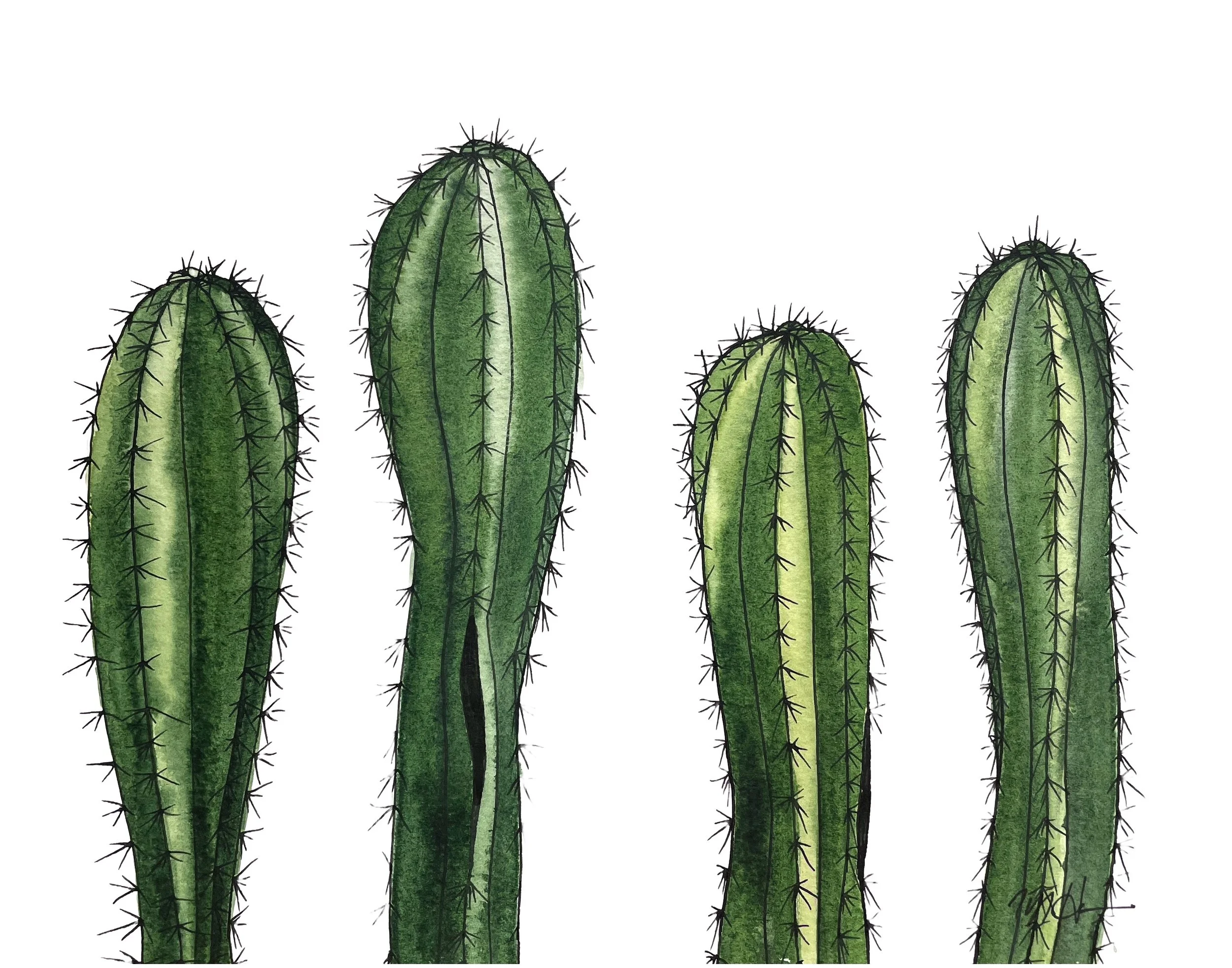 Mexican Fence Post.jpg