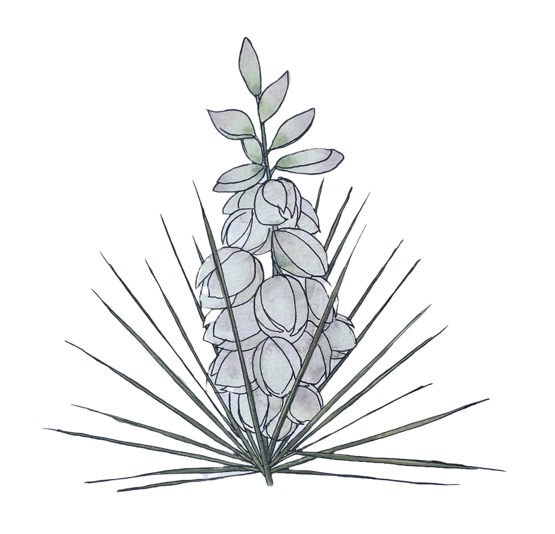 Yucca.jpg