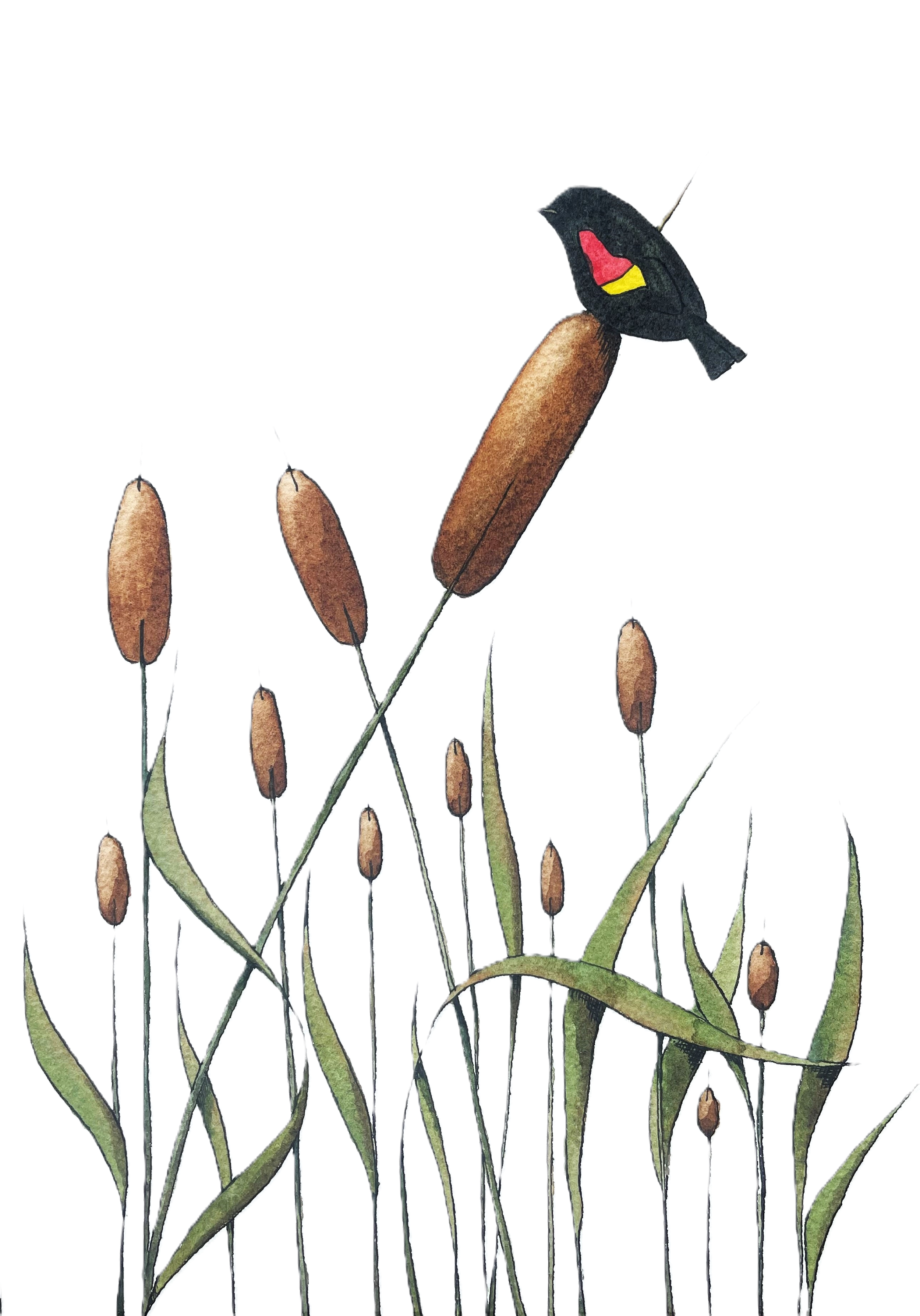 Redwinged Blackbird with white background.png