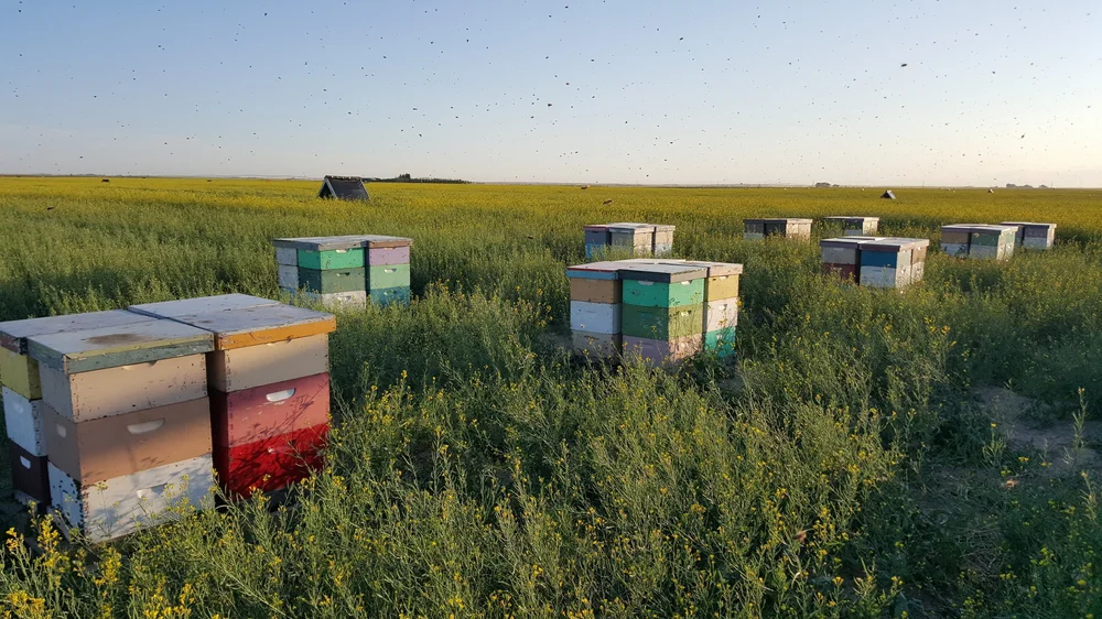 Canadian Beekeepers Federation