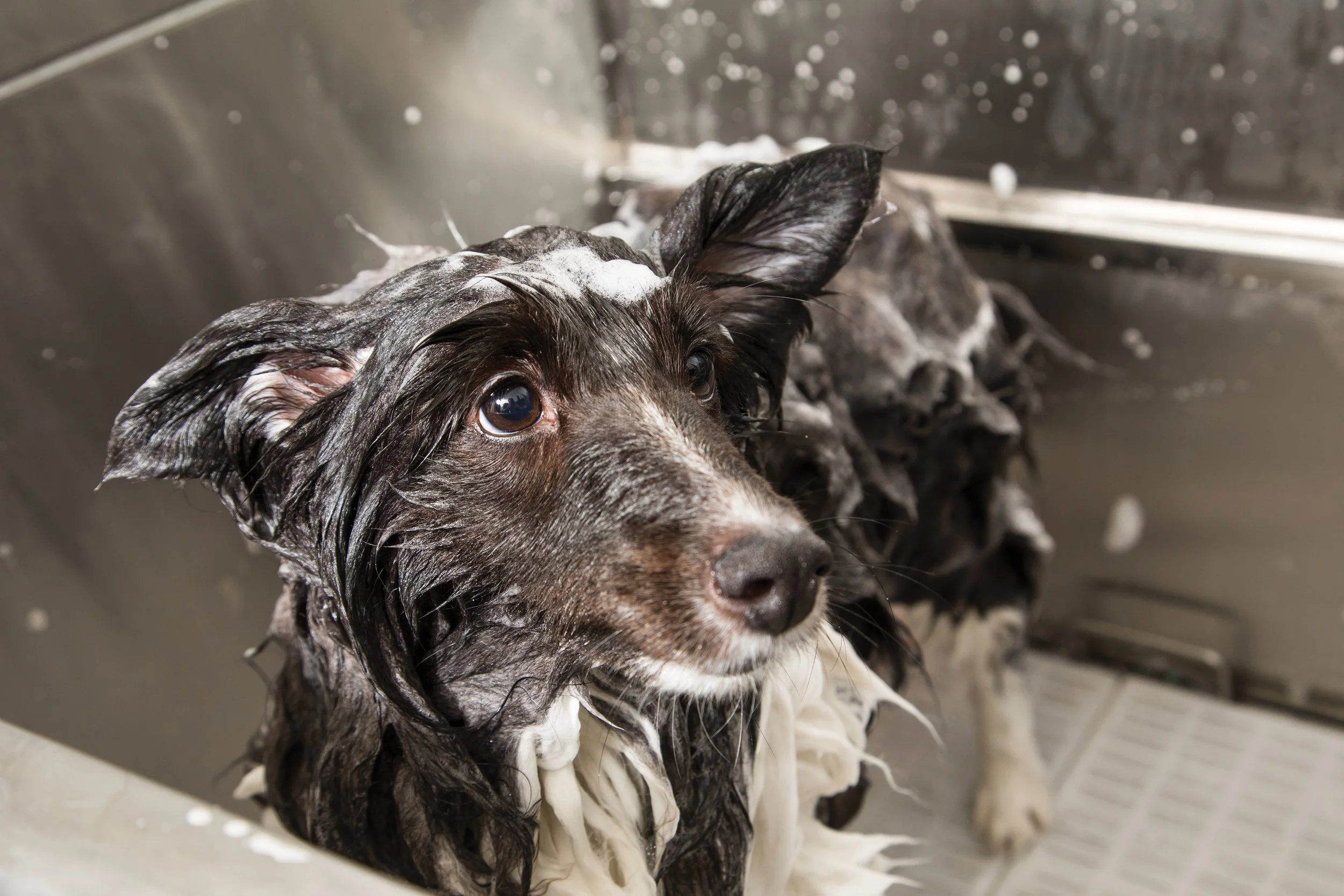 American Kennel Club