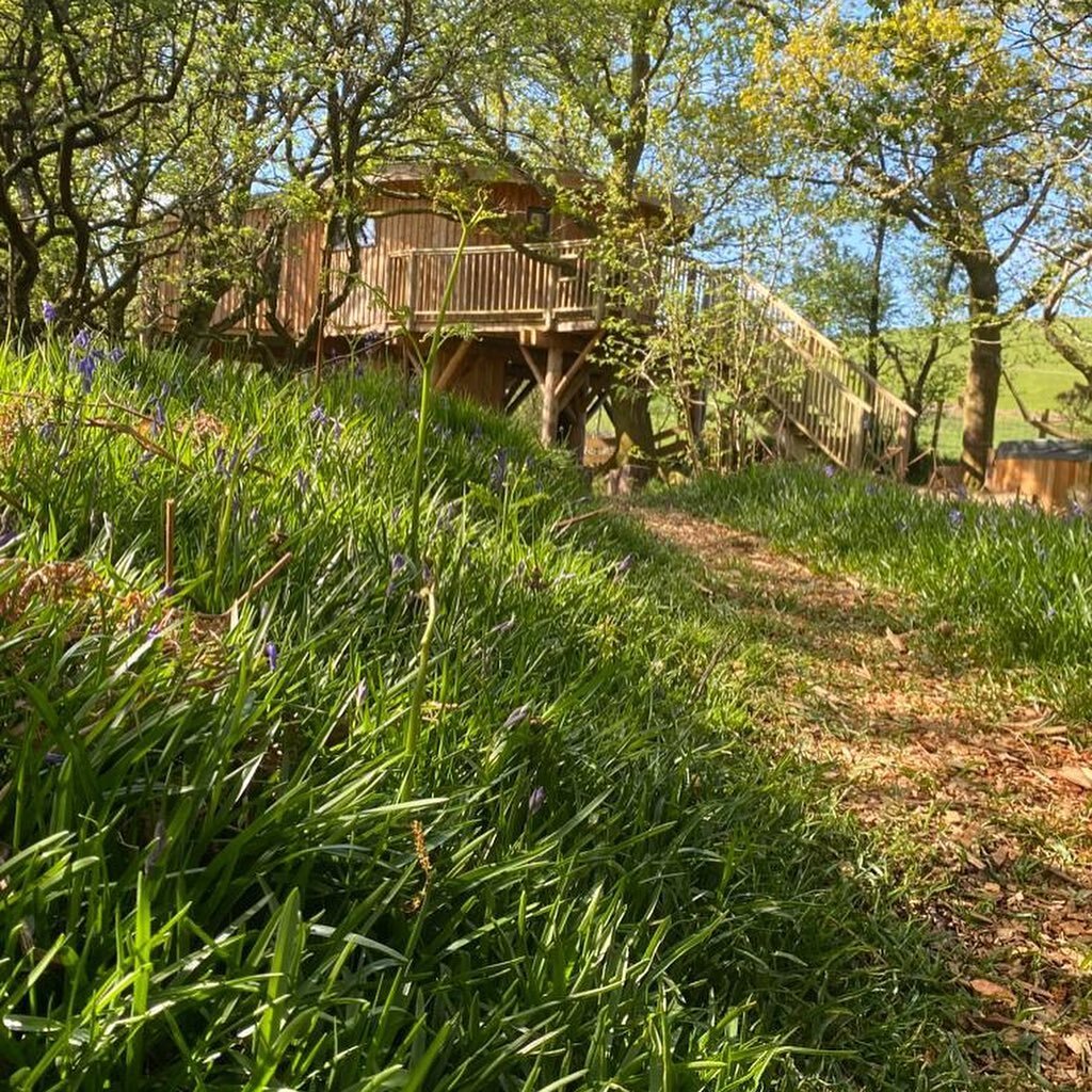 Fabulous morning and even the bluebells have come out to say hello&hellip;.
.
.
.
.
.
.
#bluebells #wales #treehouseholiday #surroundedbynature #treehouse #holiday #escapetothecountry