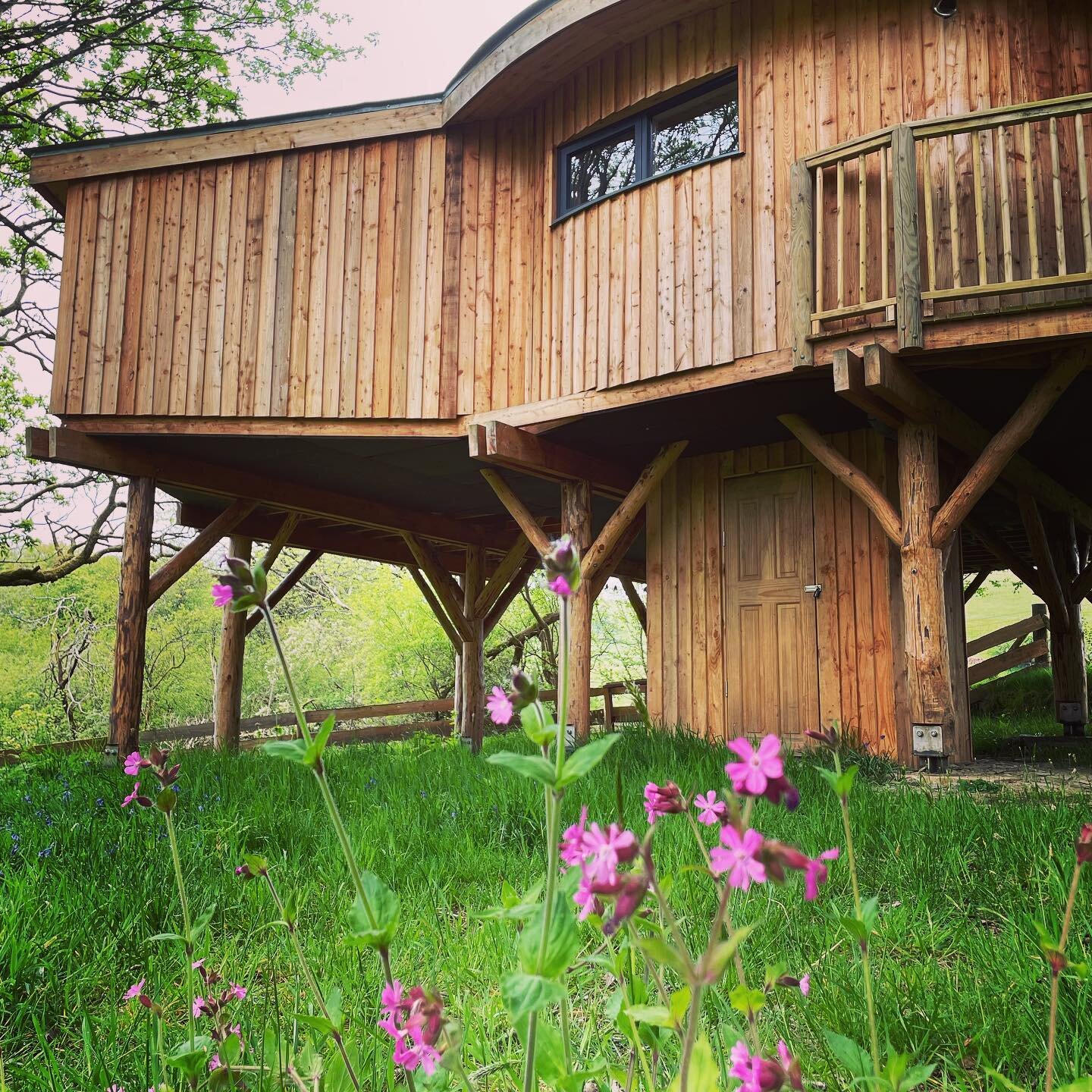 Ty&rsquo;r Derw Treehouse looking fabulous surrounded by nature in a stunning location in Wales 🏴󠁧󠁢󠁷󠁬󠁳󠁿 
.
.
.
.
.
.
#surroundedbywildlife #surroundedbynature #treehouseholiday #wales #hottub #familyholiday #cambrianmountains #stream #birthday