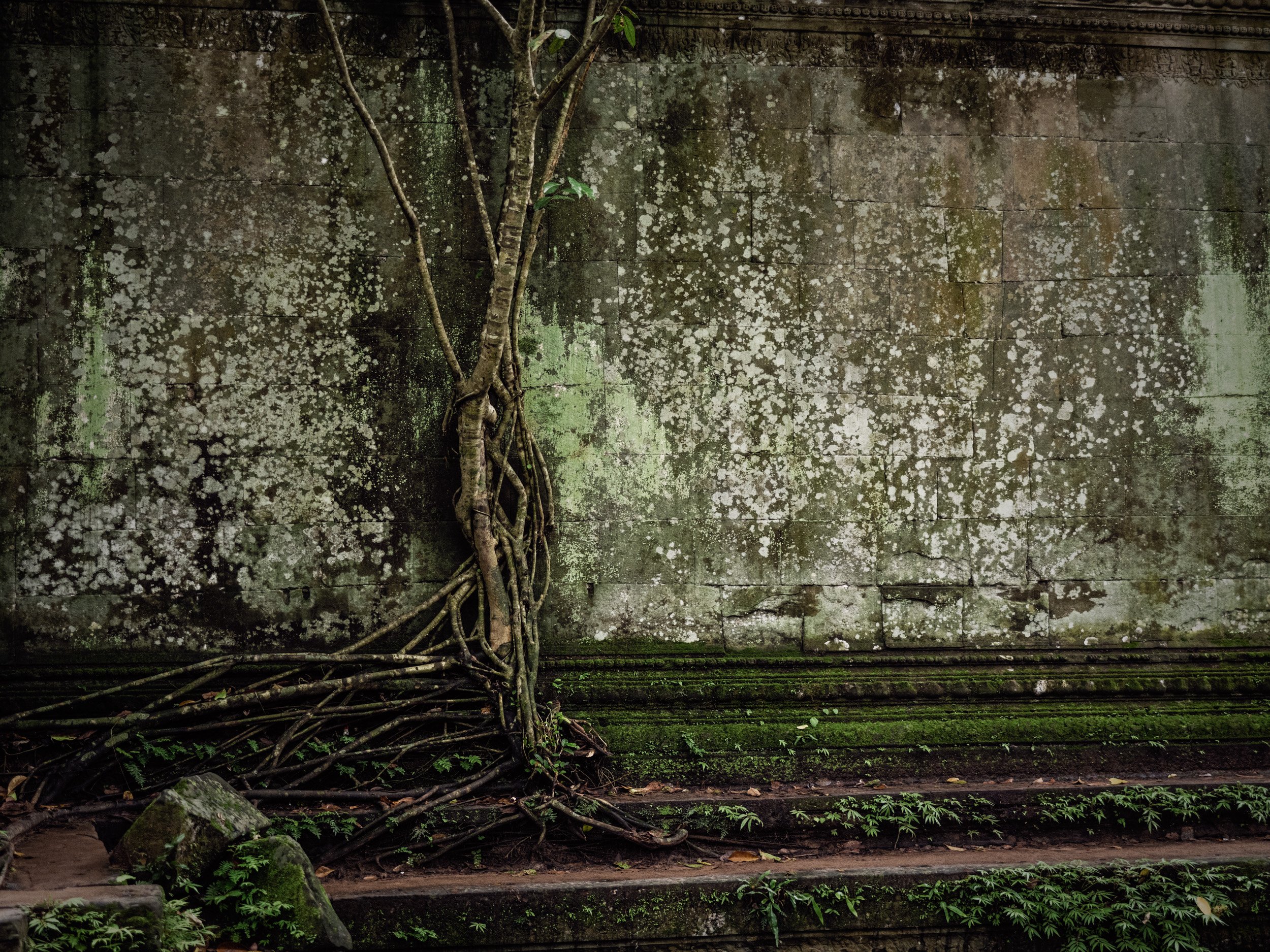 Tree roots growing over moss-covered temple stones at Ta Prohm, Angkor, Cambodia.