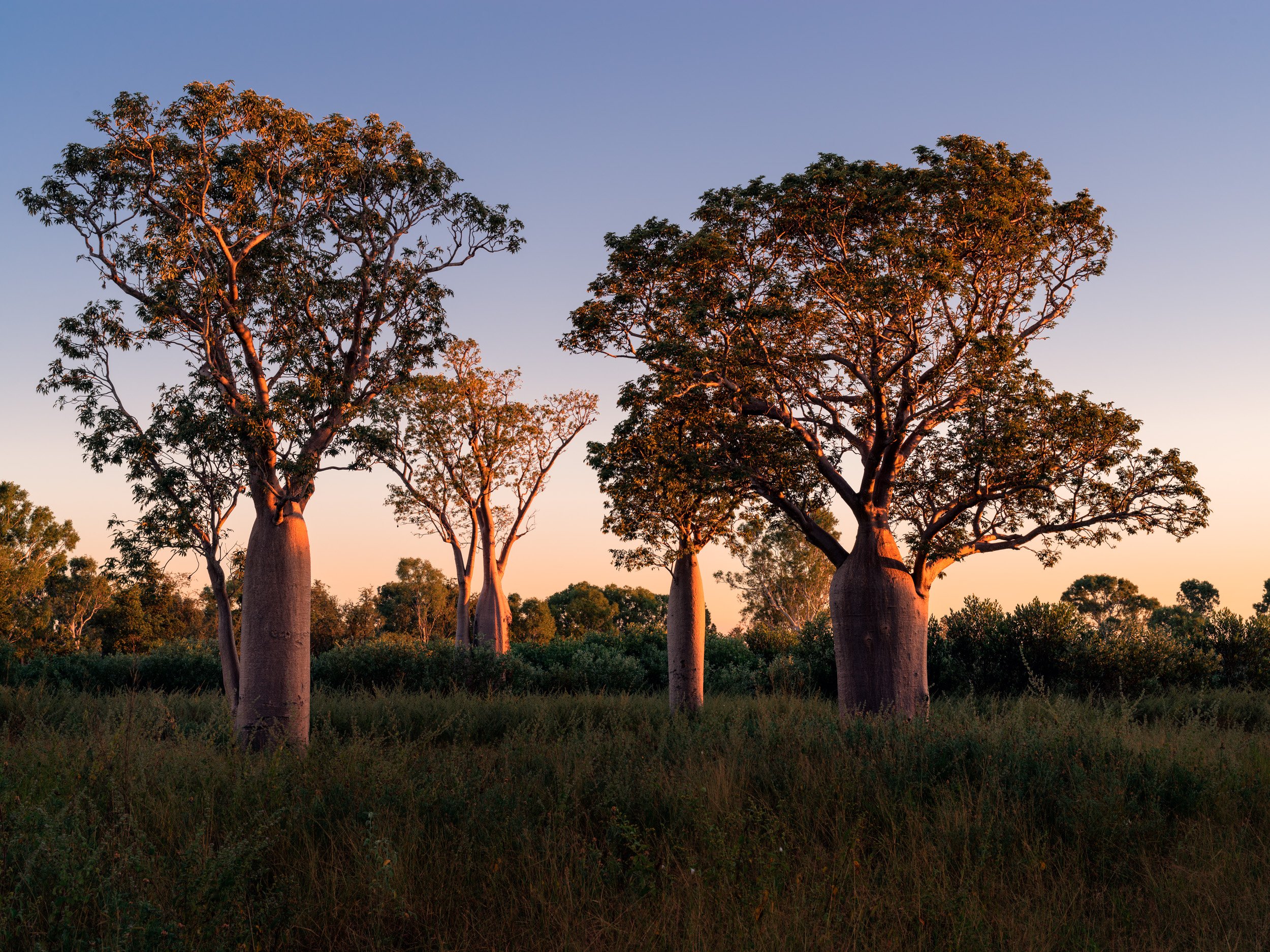 Boab trees at sunset in the Kimberley, Western Australia, with red earth, open grassland, and warm golden light.