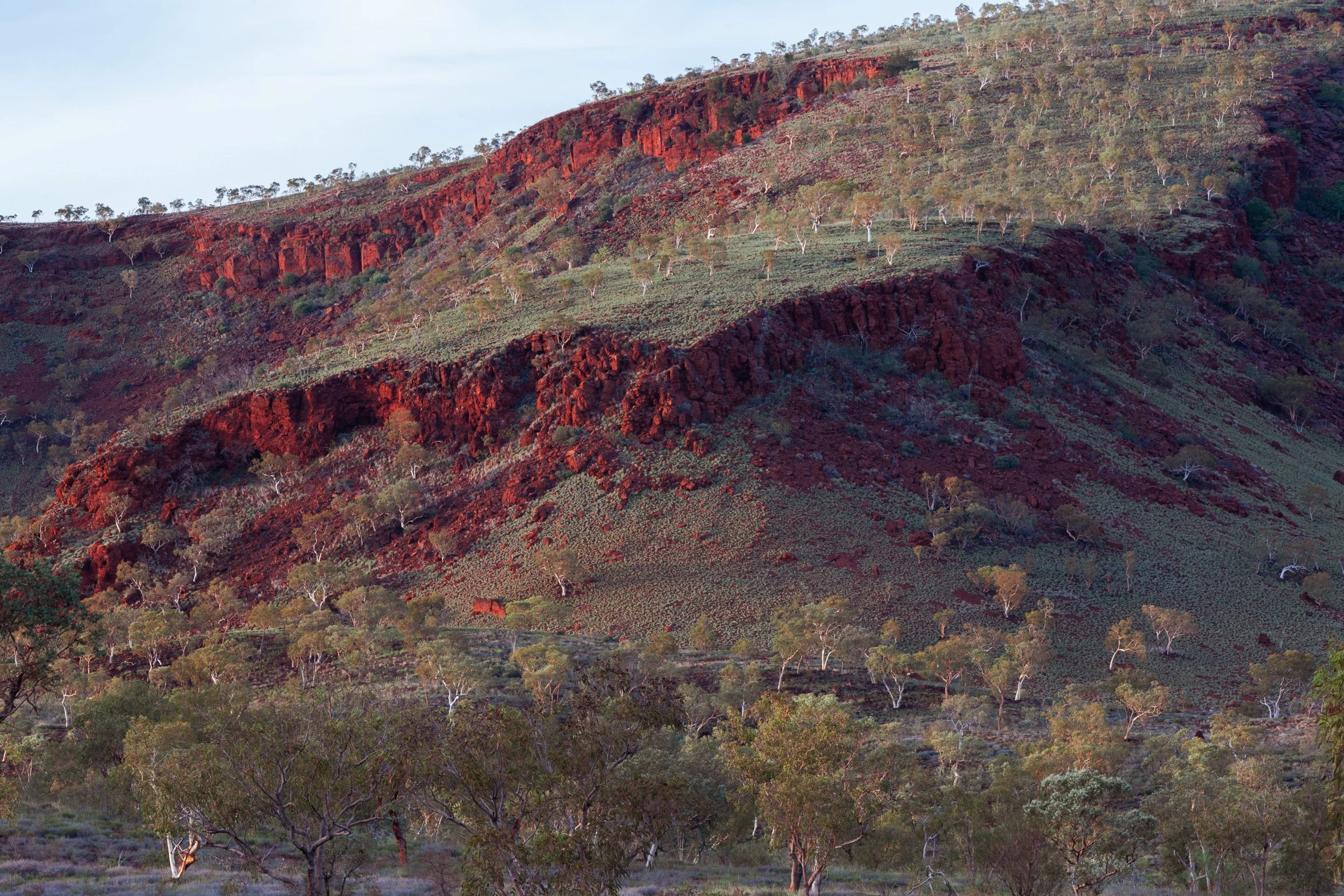 Pilbara hillside with red escarpment, spinifex grass, and textured outback terrain in Western Australia.