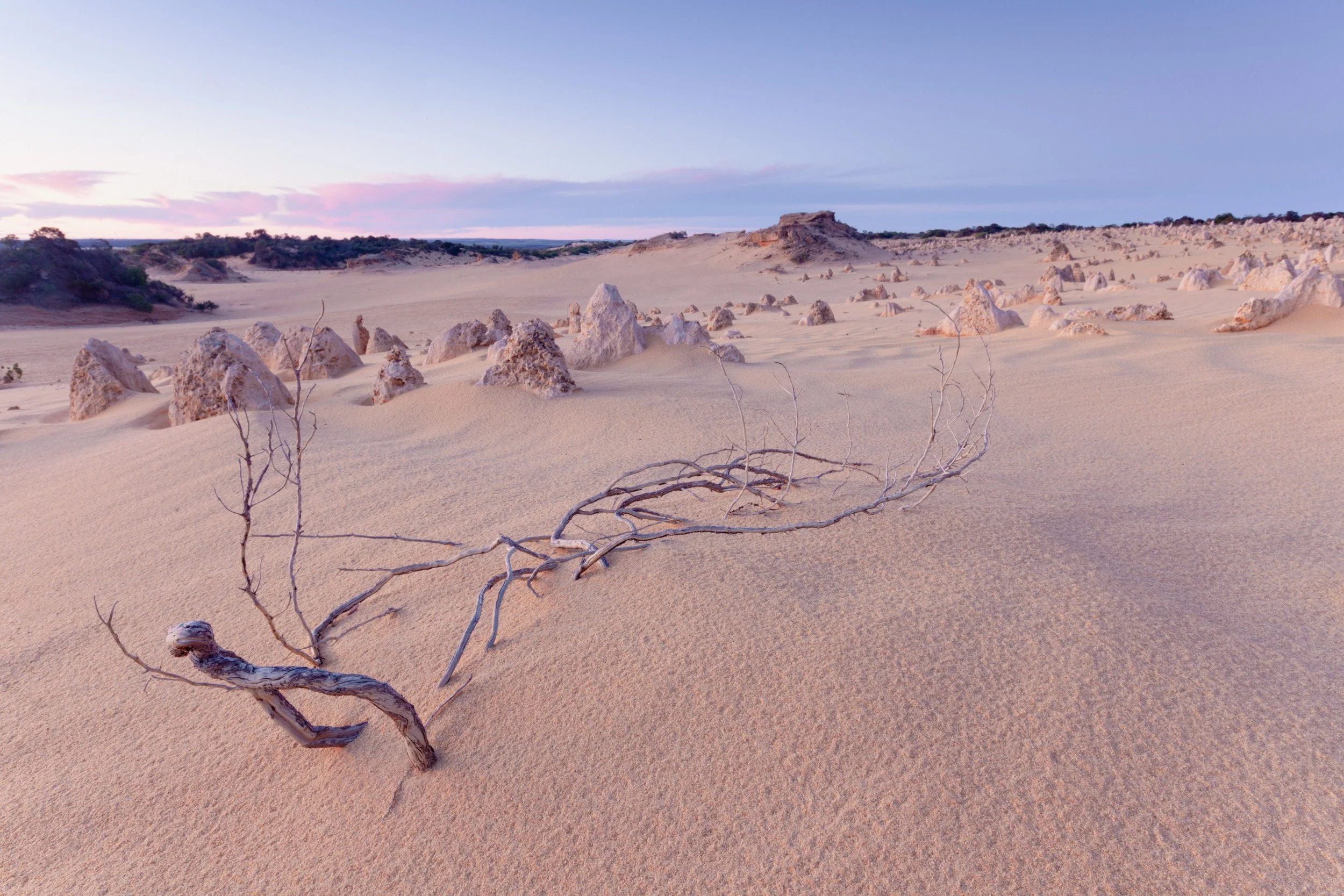 Pinnacles Desert sand formations in Western Australia, with pale dunes, scattered limestone spires, and dry branches under soft evening light.