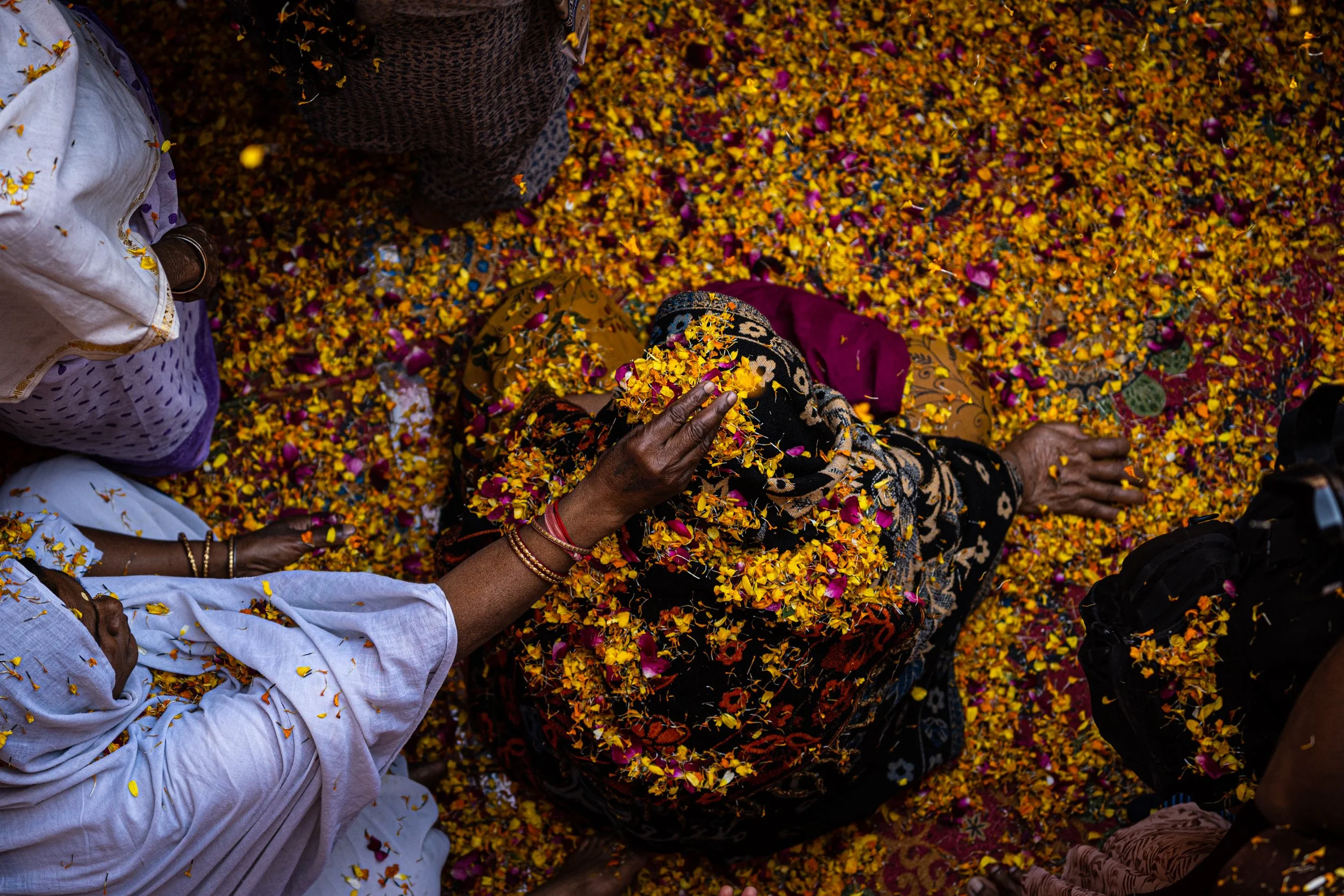 Overhead view of devotees covered in yellow marigold and pink rose petals during a traditional Holi flower festival, creating a vibrant carpet of blossoms in a temple gathering.