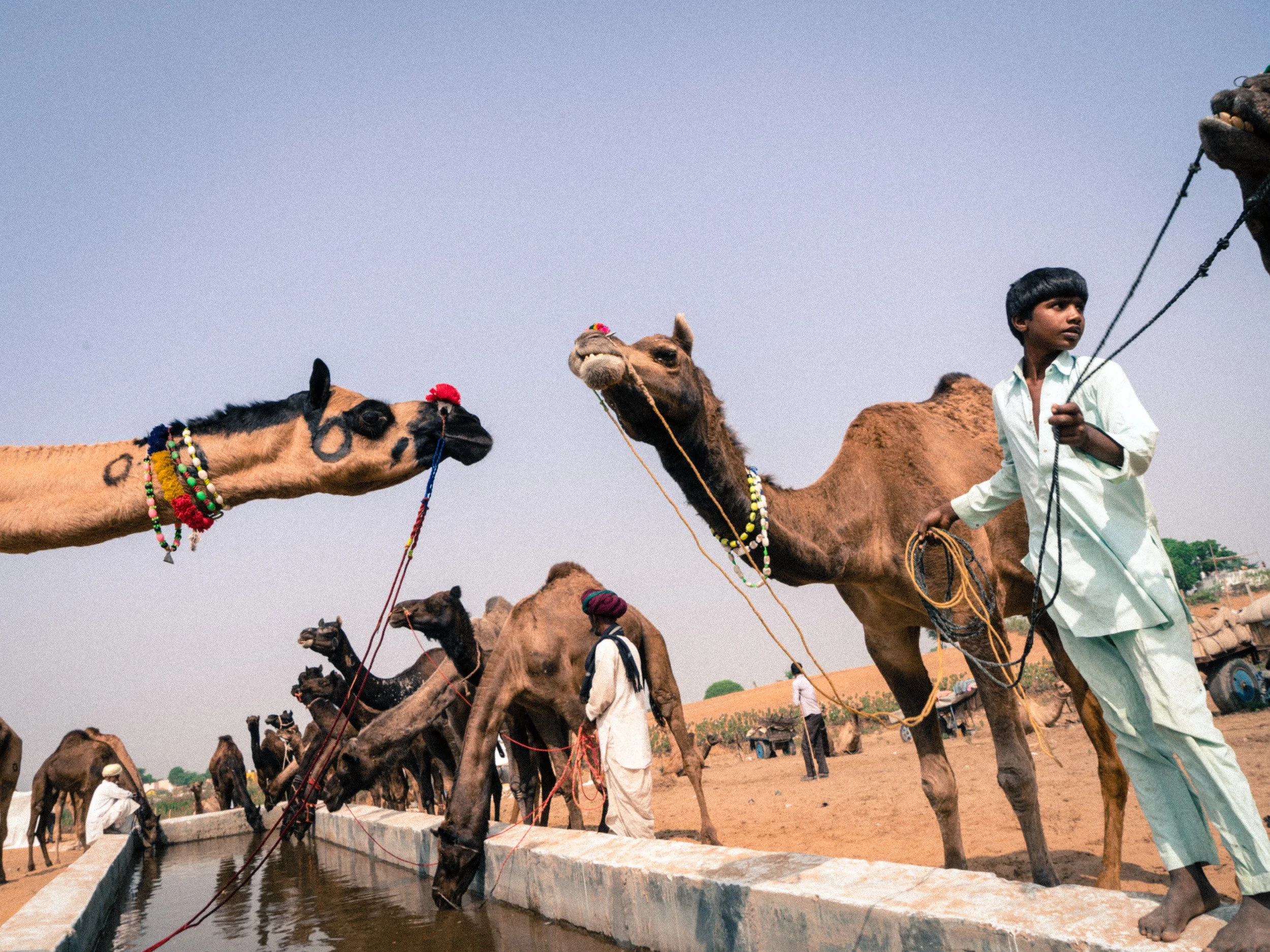 Boy camel herder in light clothing leads camels to drink from a concrete water trough in a dry desert landscape.