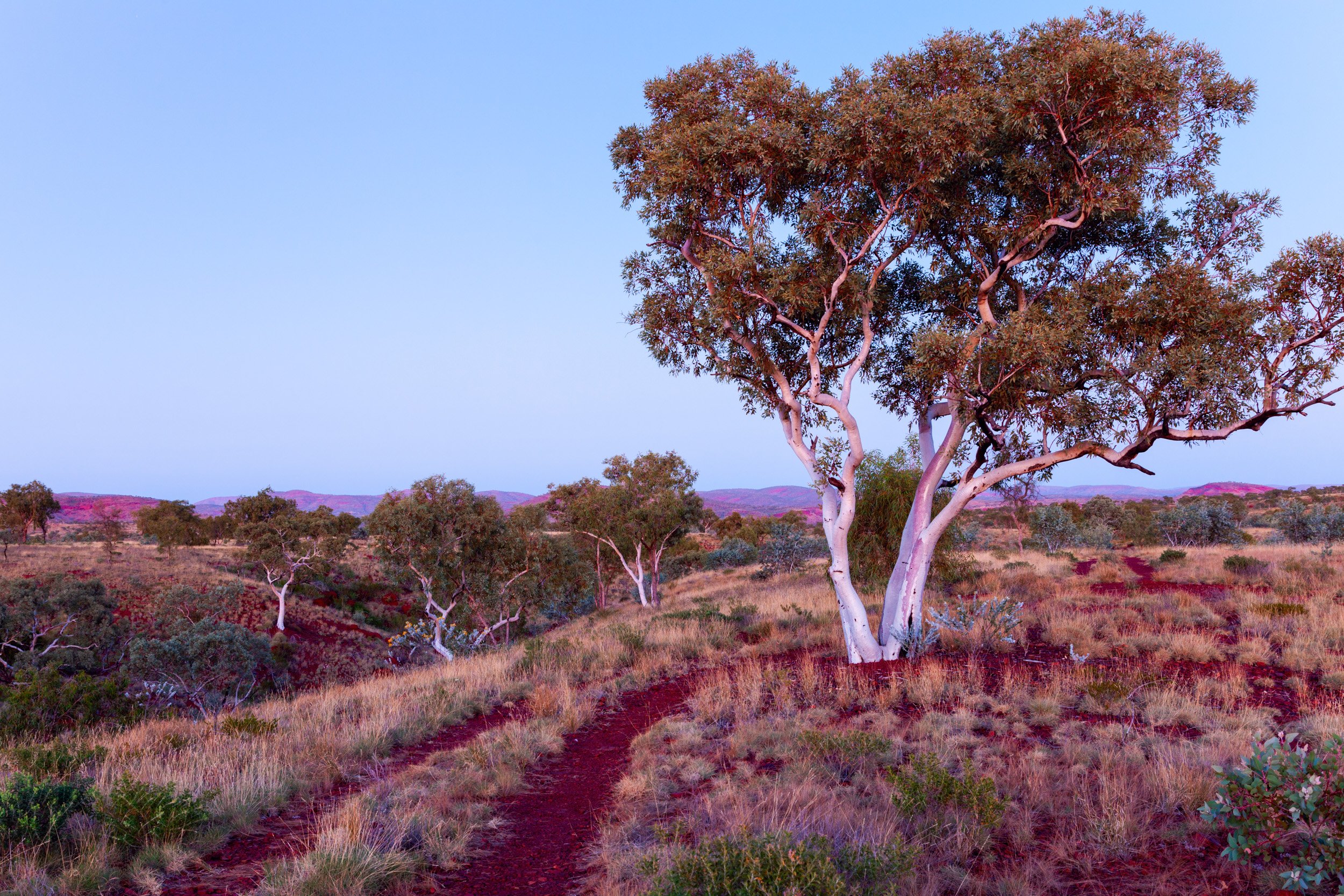 White gum tree standing in Munjina Gorge, Pilbara, surrounded by red earth, purple wildflowers, and open outback hills.