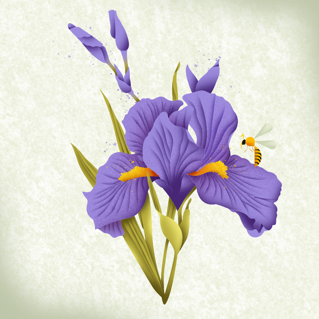 Iris x Spring Time_Card_Illustration_Floworks.png