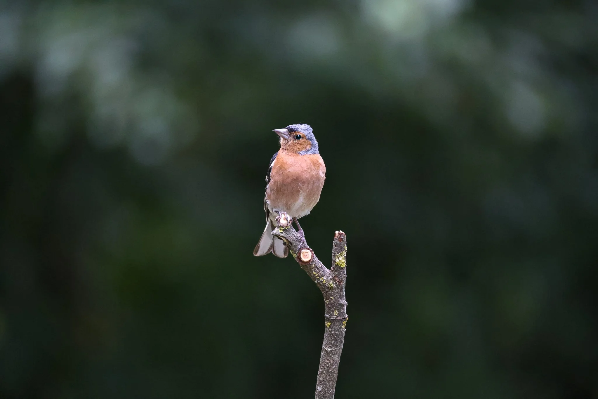 A small bird with gray, orange, and brown feathers perched on a thin, leafless branch against a blurred green background.