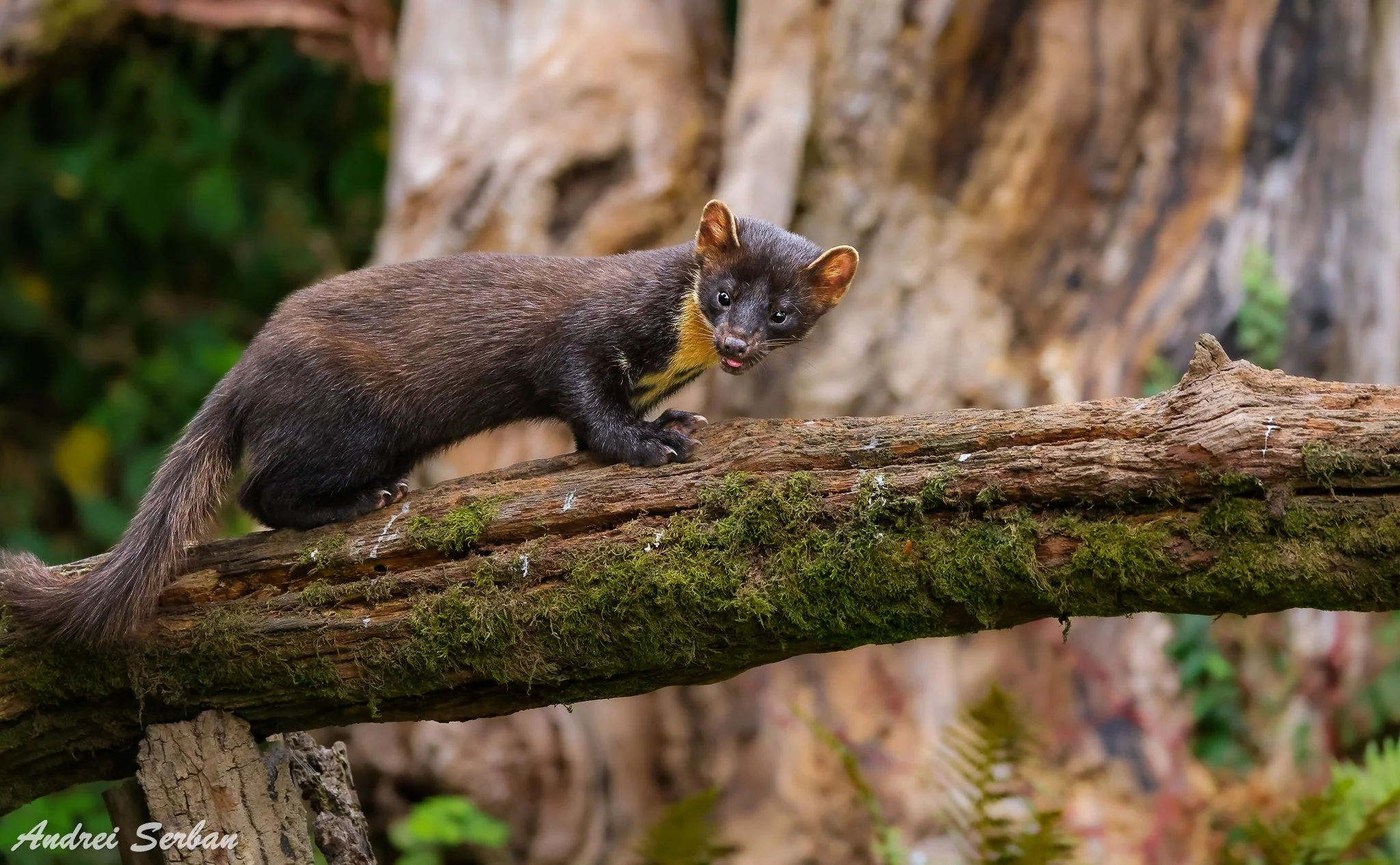 irish-pine-marten-killarney-wildlife-photography.jpg