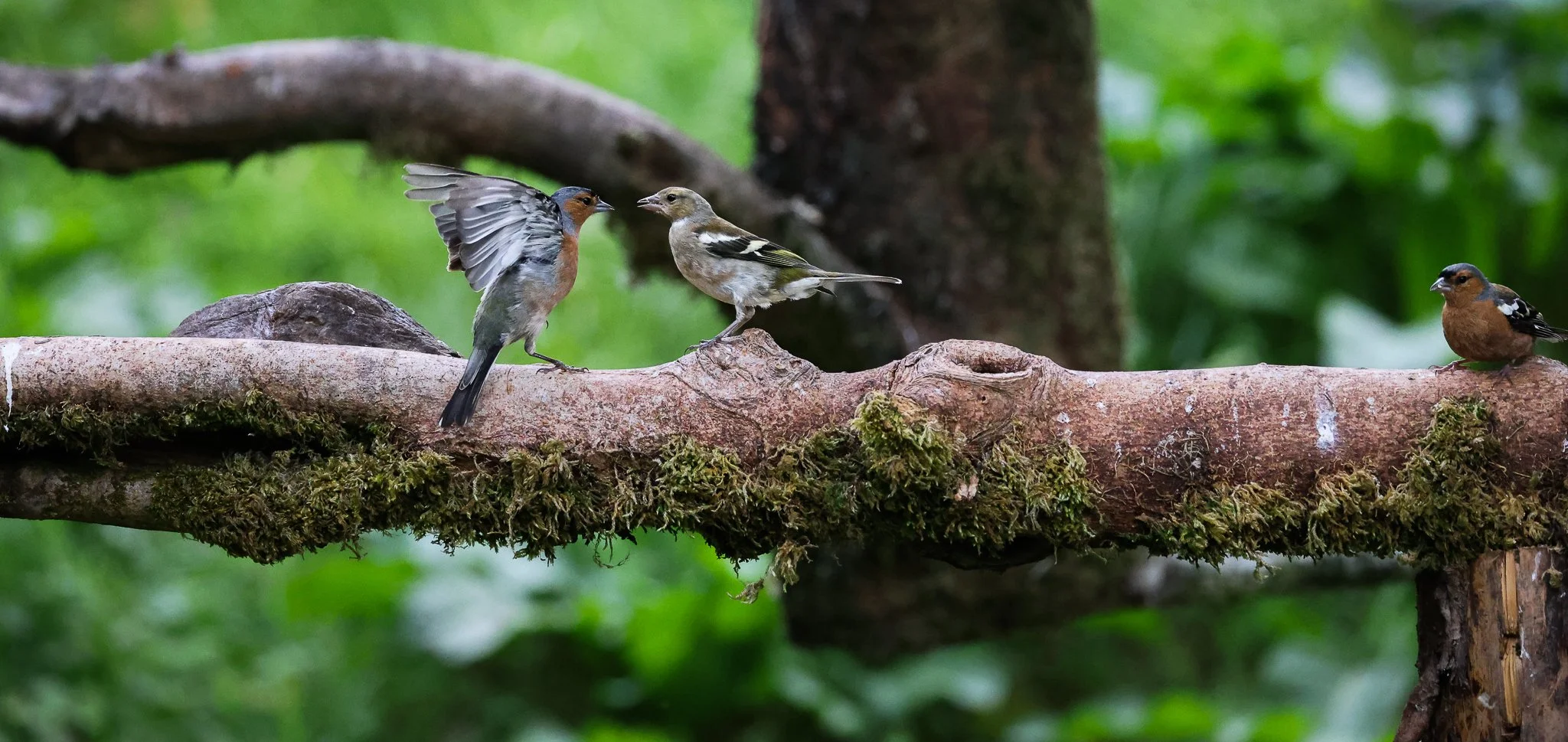 Three birds on a mossy tree branch in a green forest. One bird is flying, and two birds are perched.