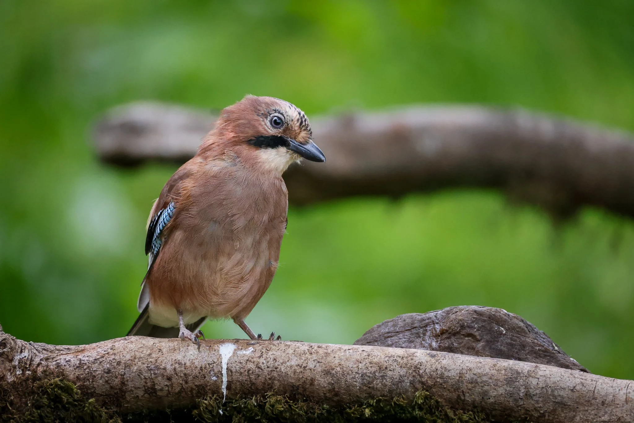 A small bird with brown and blue feathers perched on a tree branch.