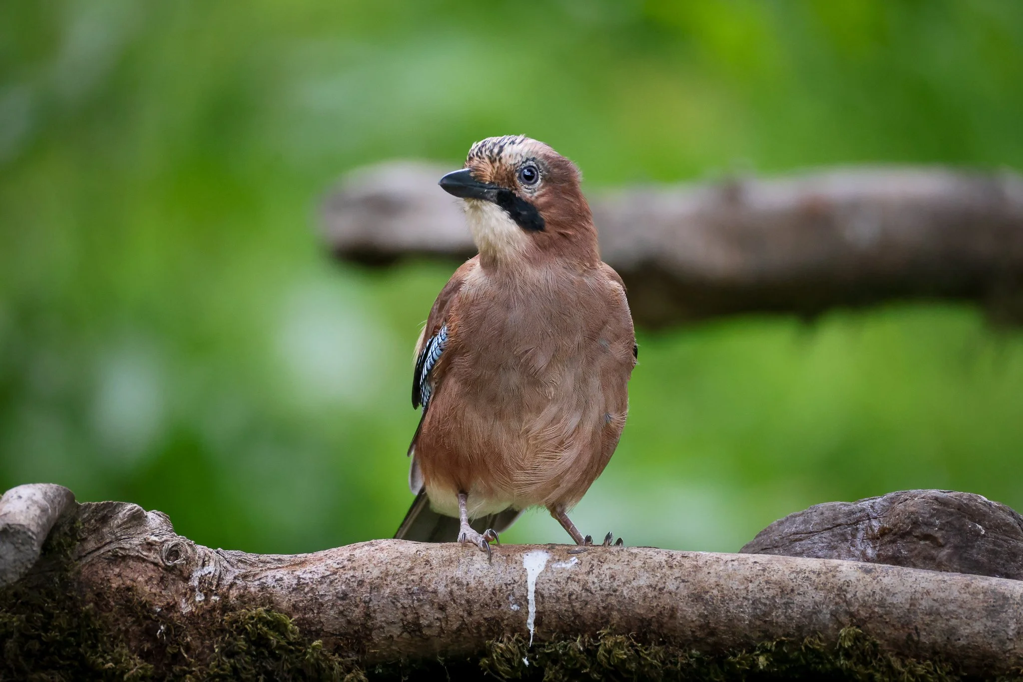 A brown bird with a distinctive beak and patterned wings standing on a thick branch with moss, green blurred background.