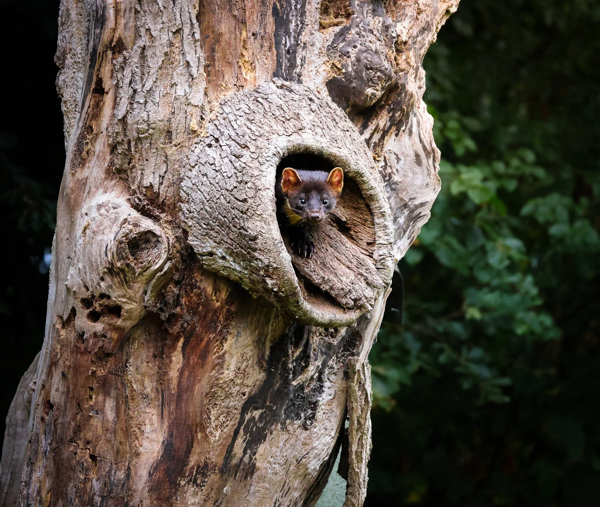 irish-pine-marten-killarney-wildlife-photography.jpg