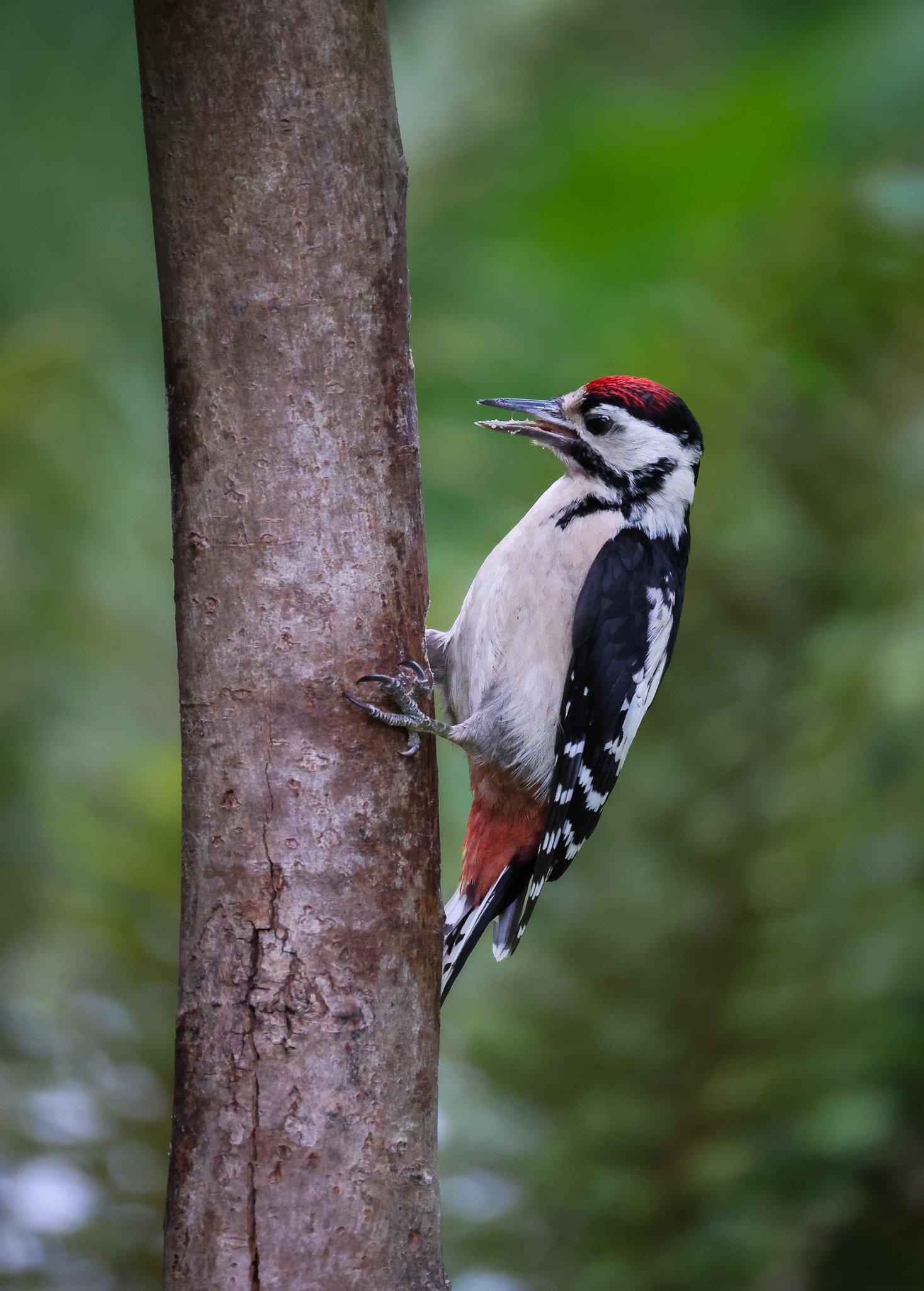 A woodpecker with black, white, and red feathers perches on a tree trunk, with a blurred green and white background.