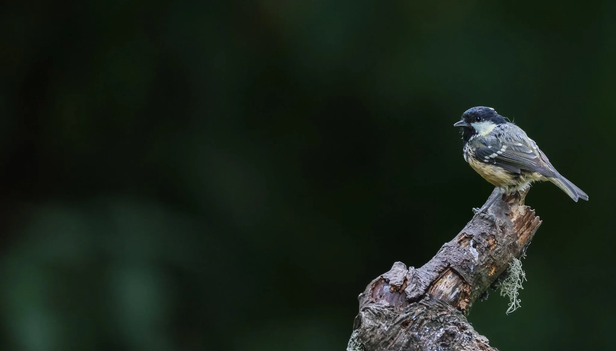 A small bird with black and white feathers perched on a broken tree branch against a dark green blurred background.