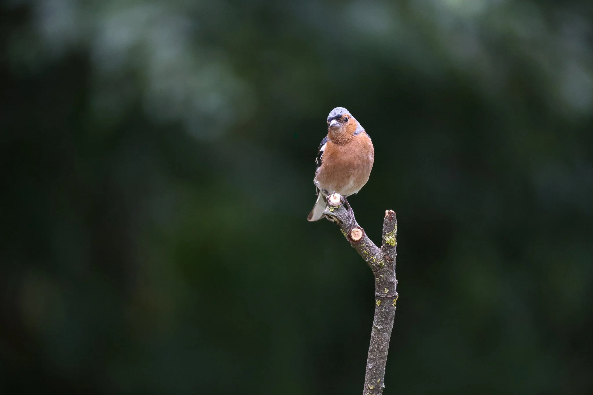 A small bird perched on a thin, leafless branch against a blurred dark green background.
