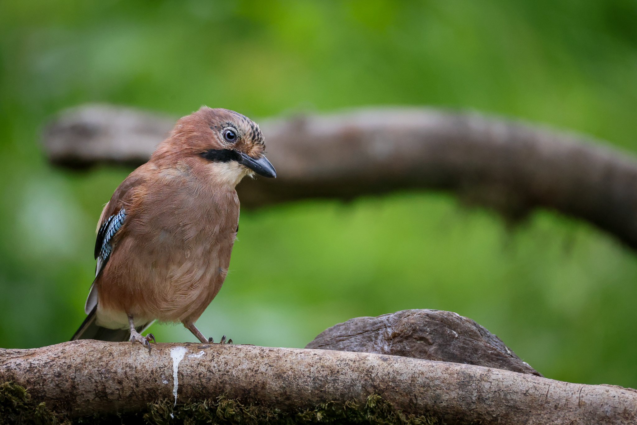 A brown bird with black and white stripes on its wings perched on a tree branch against a green blurred background.