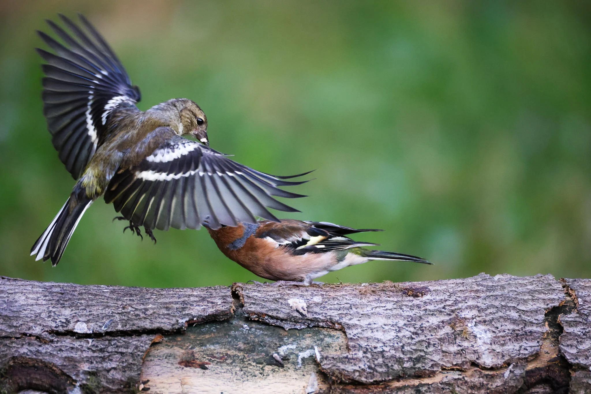 A bird with its wings spread flying above another bird perched on a tree branch, with a blurred green background.