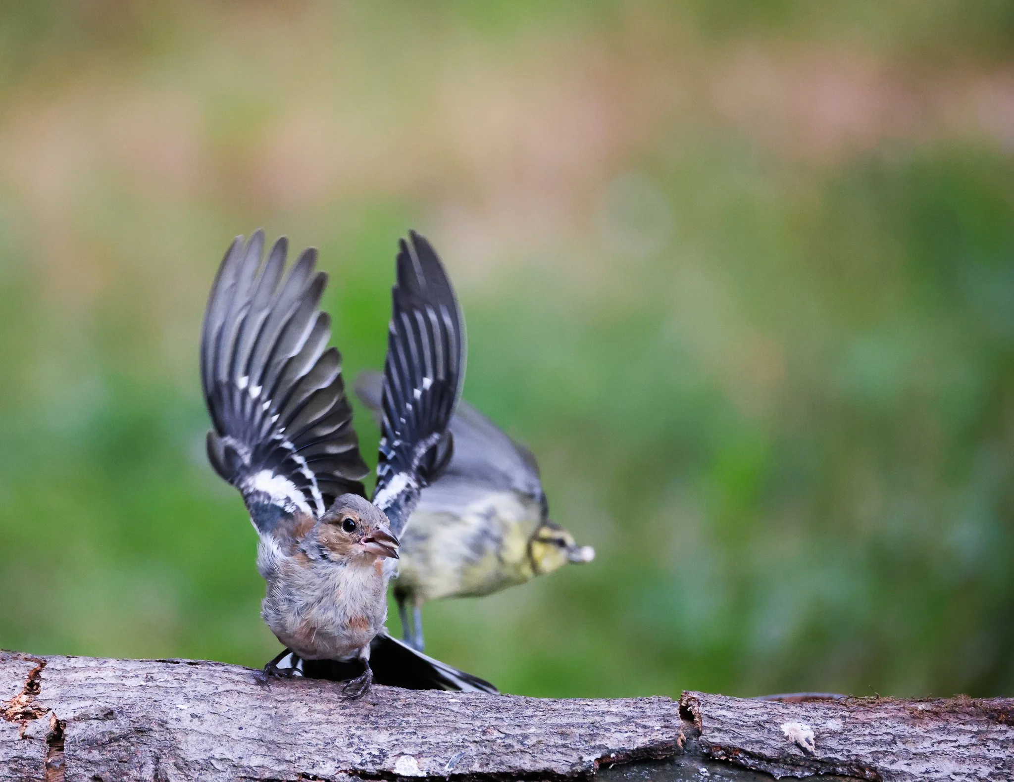 A small bird with brown and white feathers perched on a tree branch, with its wings raised as if about to take flight, against a blurred green background.