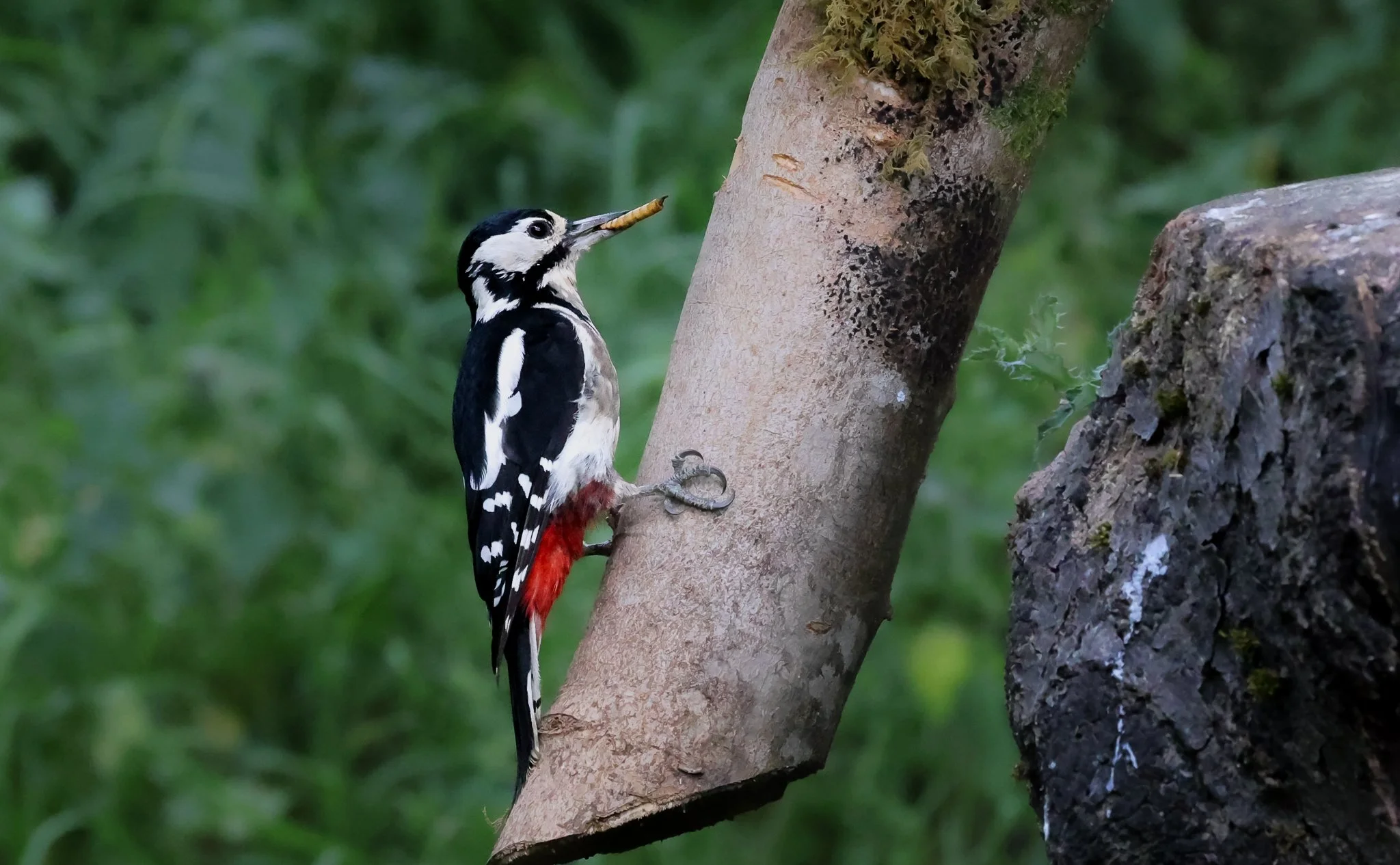 A woodpecker with black and white feathers and a red patch on its lower body, pecking at a tree trunk with a nut or seed in its beak.