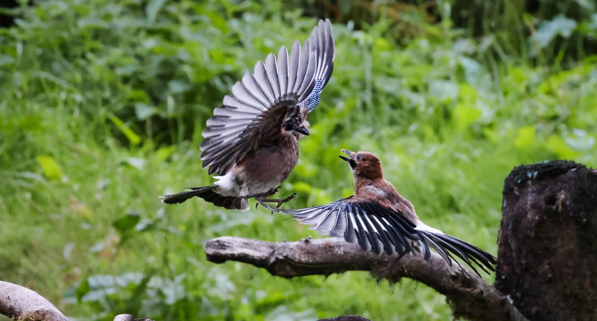 Two birds with brown and black feathers, and striped wings, fighting on a log in a green outdoor setting.