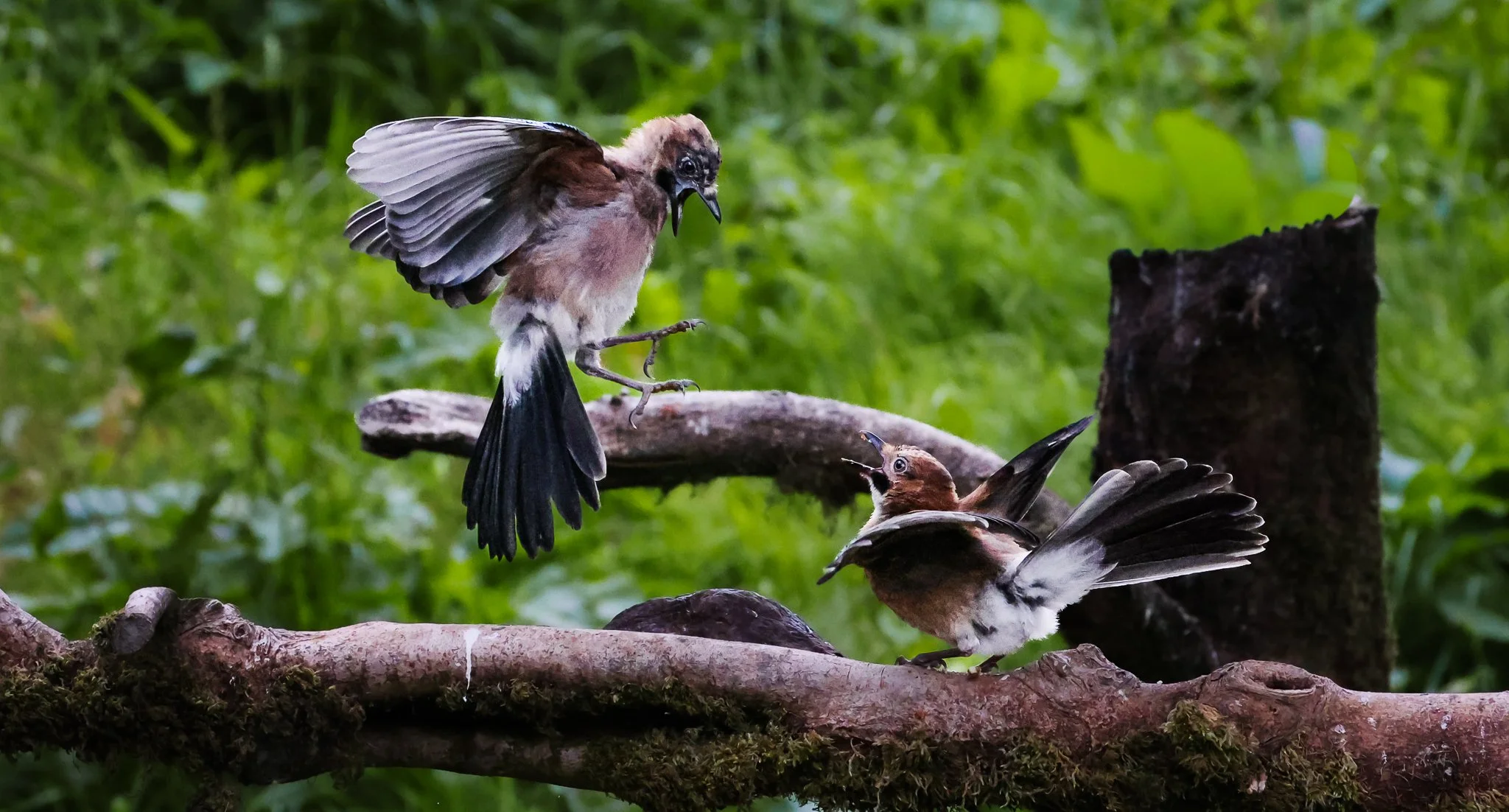 Two birds on a tree branch, one of them appearing to be feeding or interacting with the other in a lush green forest.