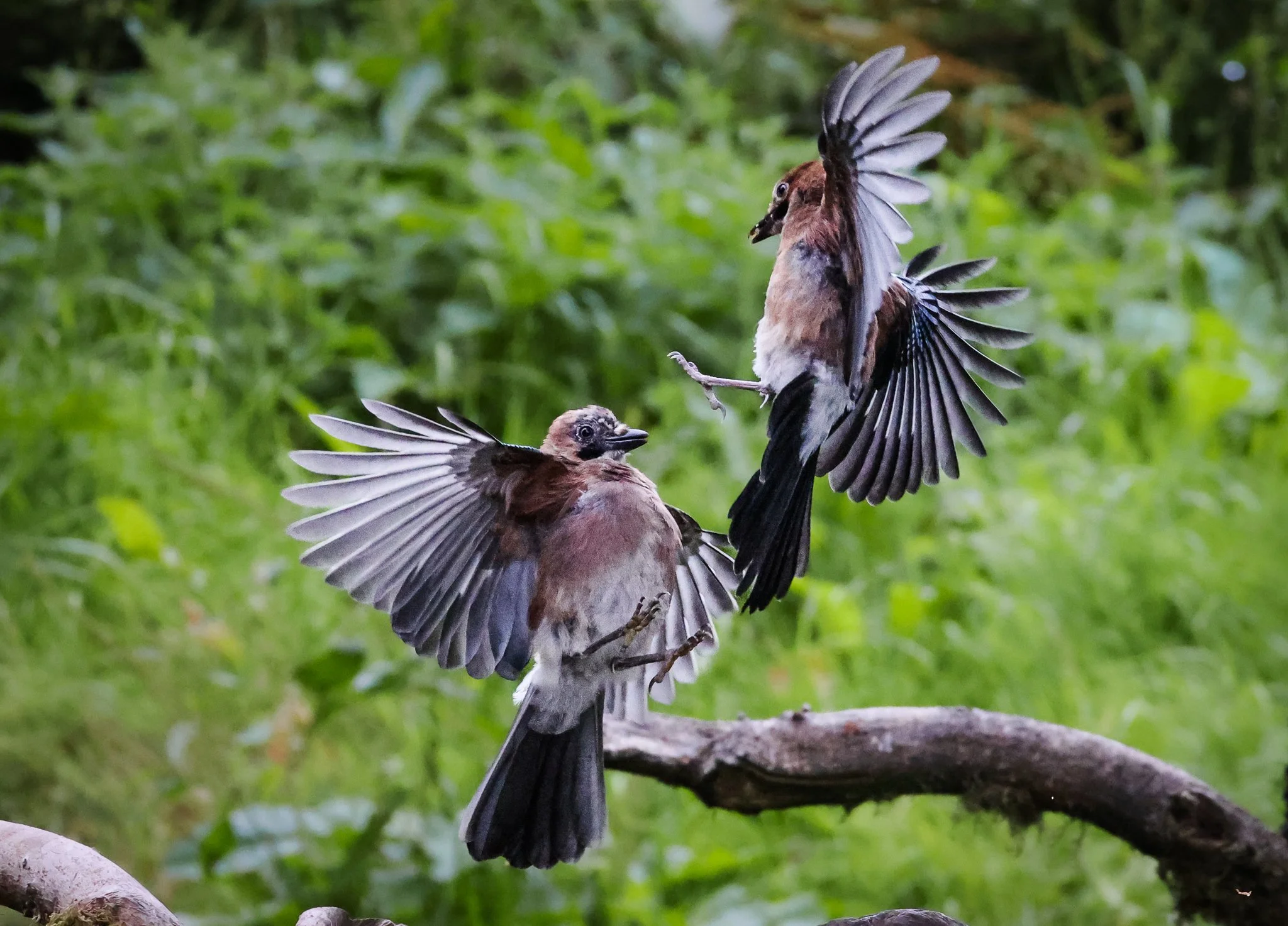 Two small brown birds with grayish wings and black markings are engaged in a lively interaction on a branch, surrounded by green foliage.