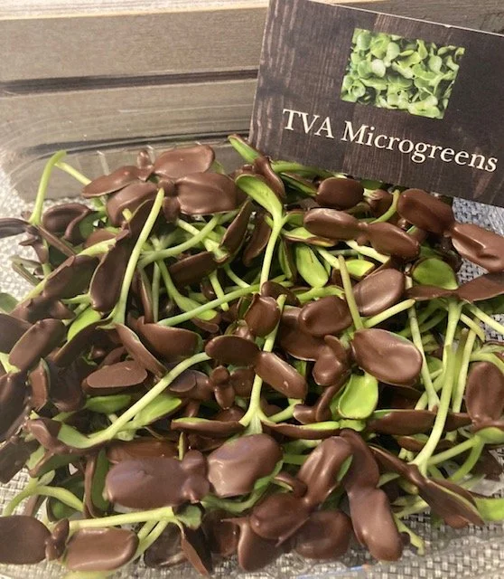 Chocolate Covered Sunnies 6.jpg