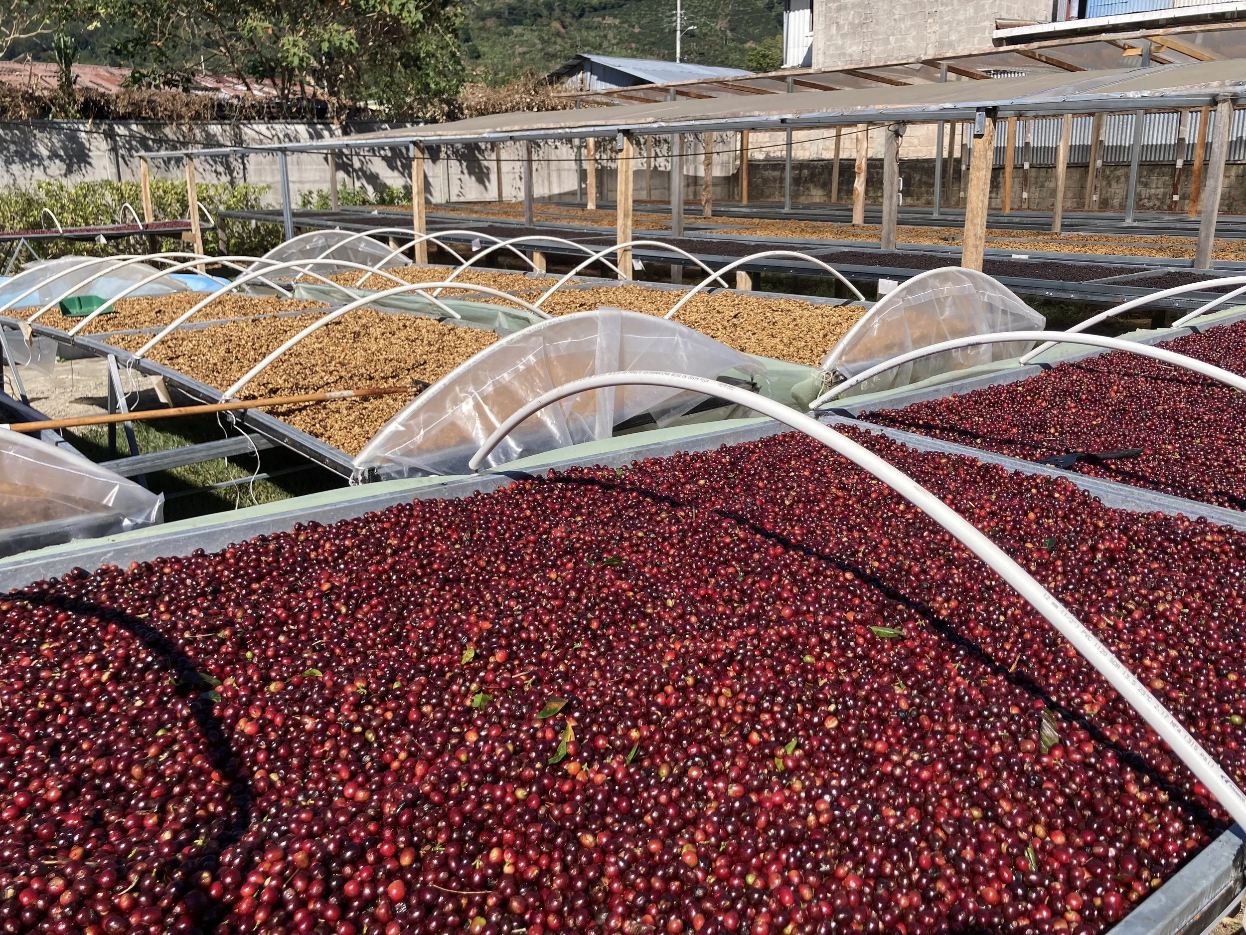 Rows of cherry coffee beans drying in outdoor trays with protective plastic covers in a rural farm setting.